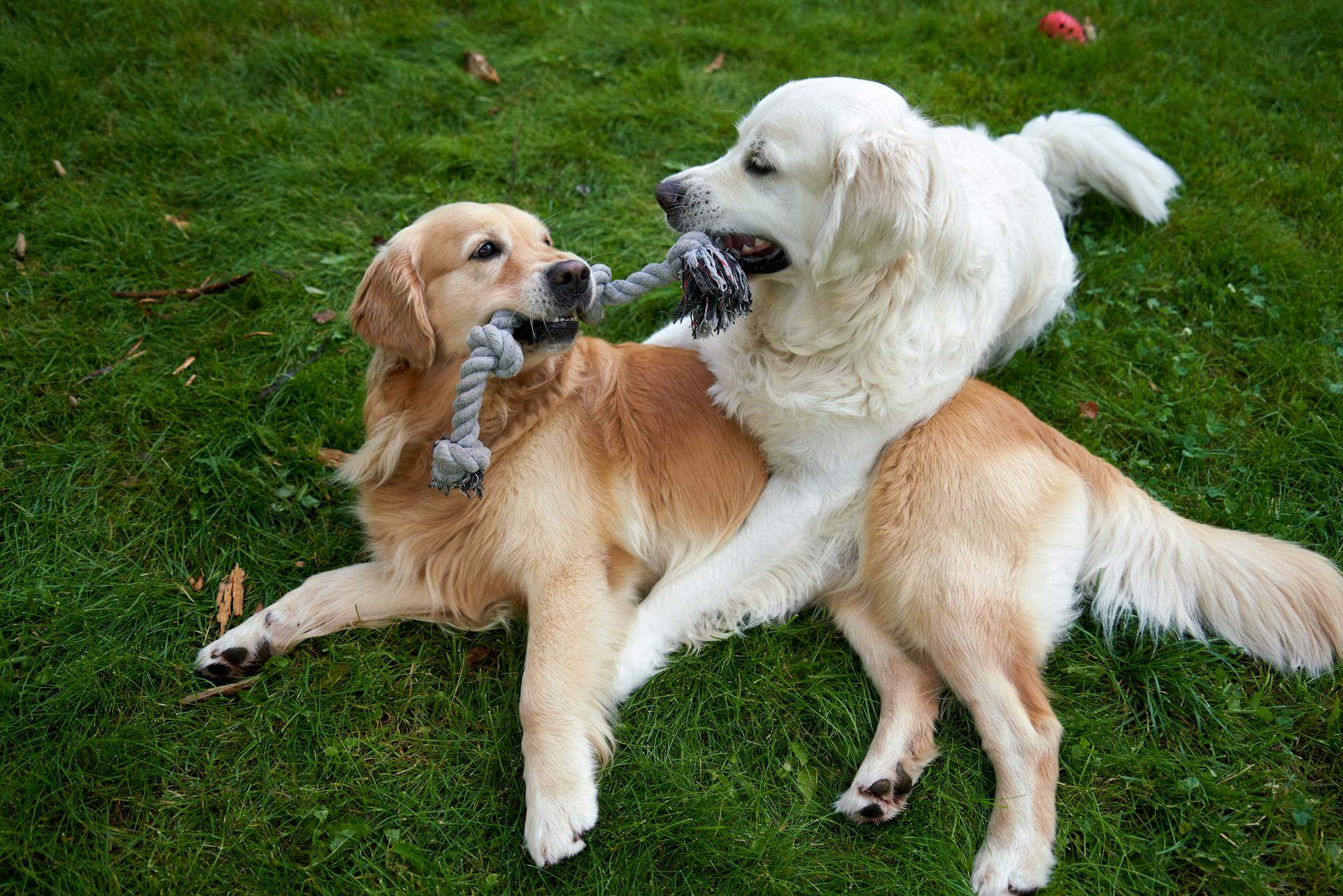 Two playful Goldens playing tug of war with a short rope toy