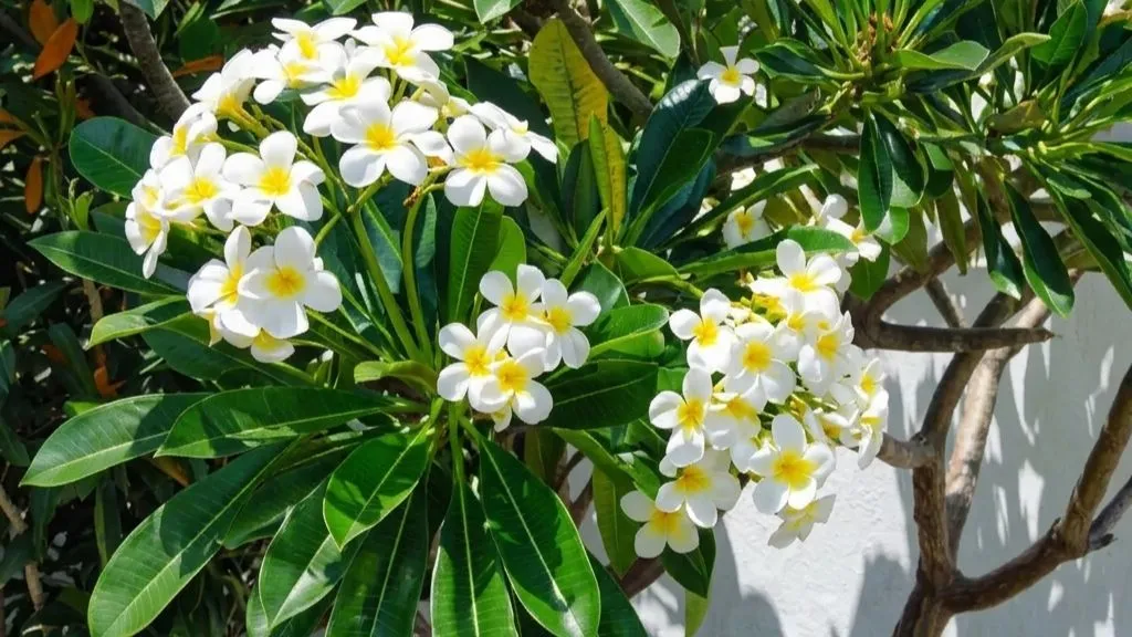 Plumeria Plant