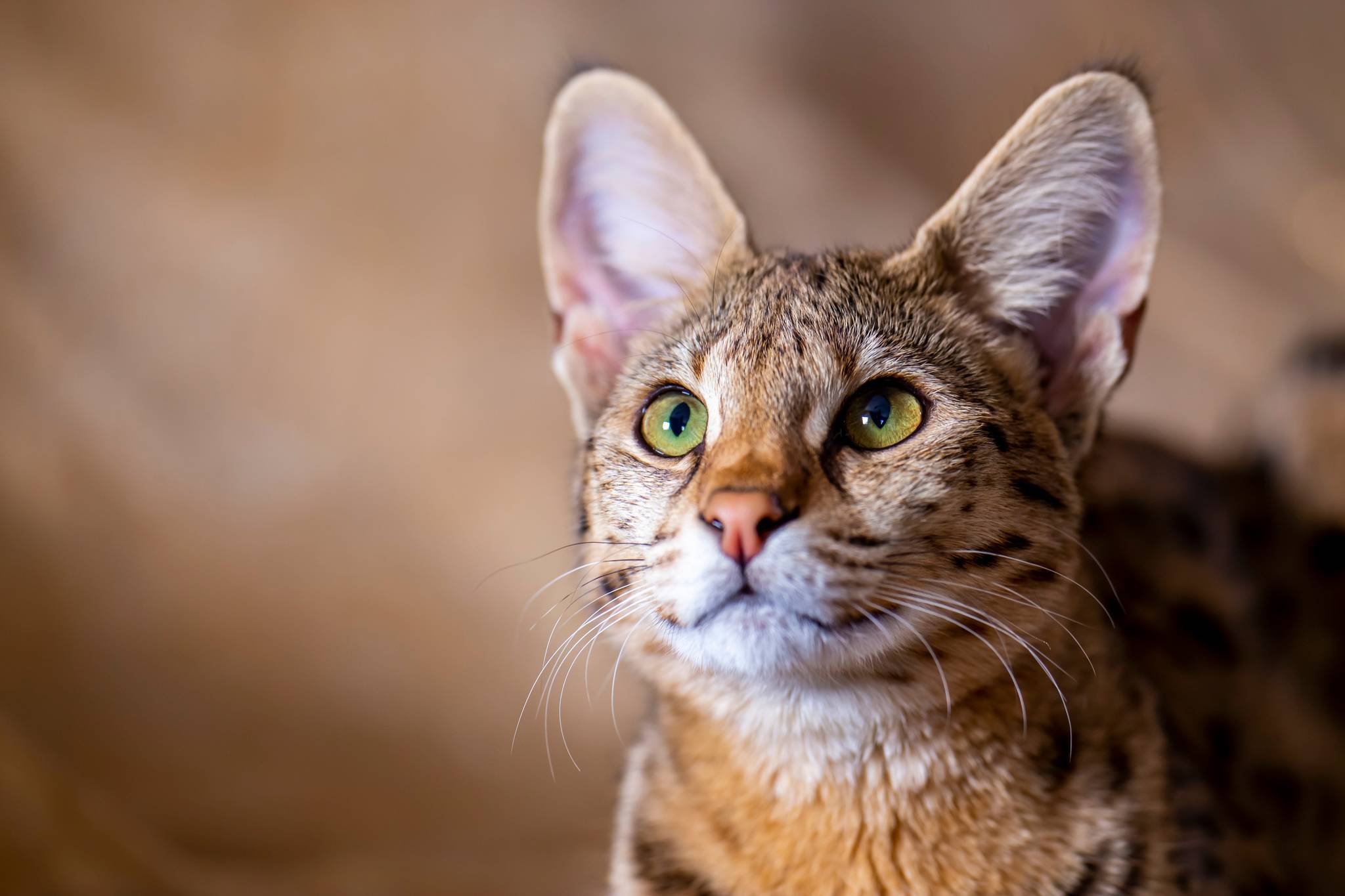 Savannah Cat Physical Characteristics