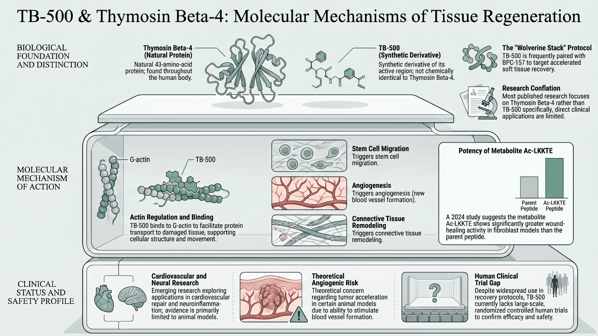 TB-500: Thymosin Beta-4, Peptide Stacking, and Recovery Claims
