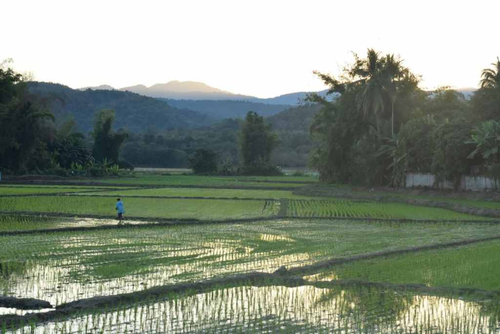 Rice fields, Pai