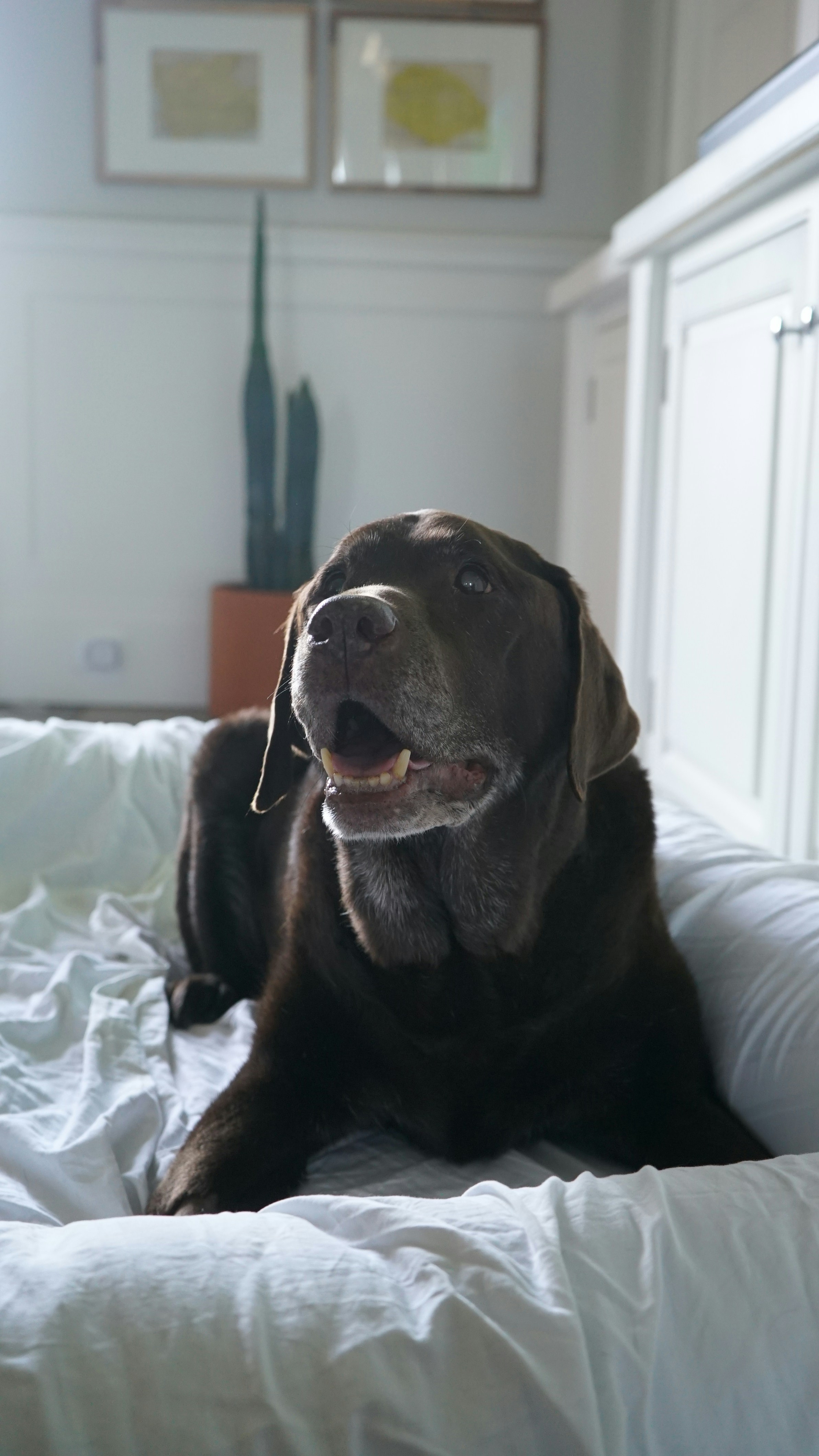 perro mayor en su cama