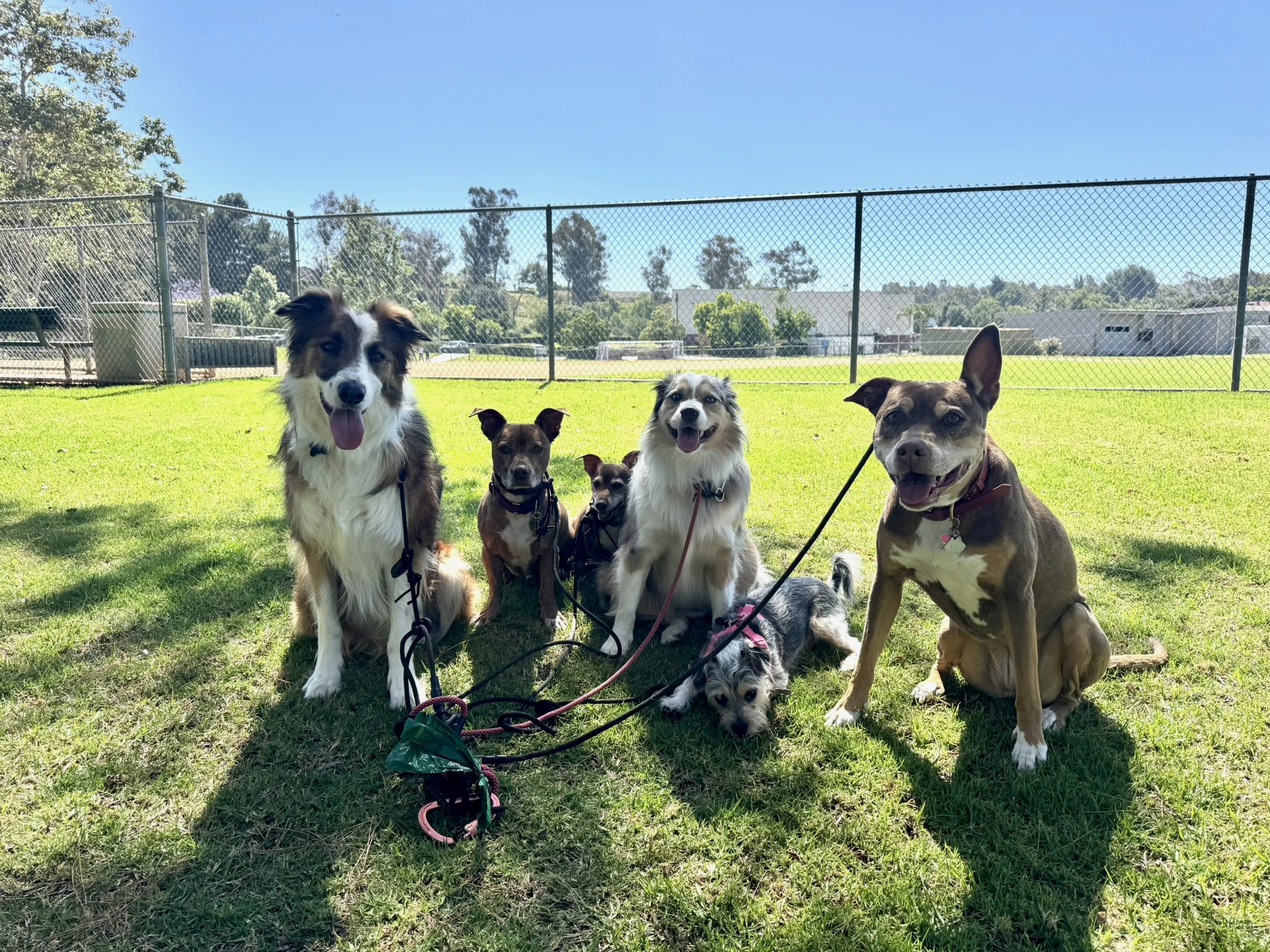 Six dogs of various sizes sit together on grass during a dog walking adventure in Orange County