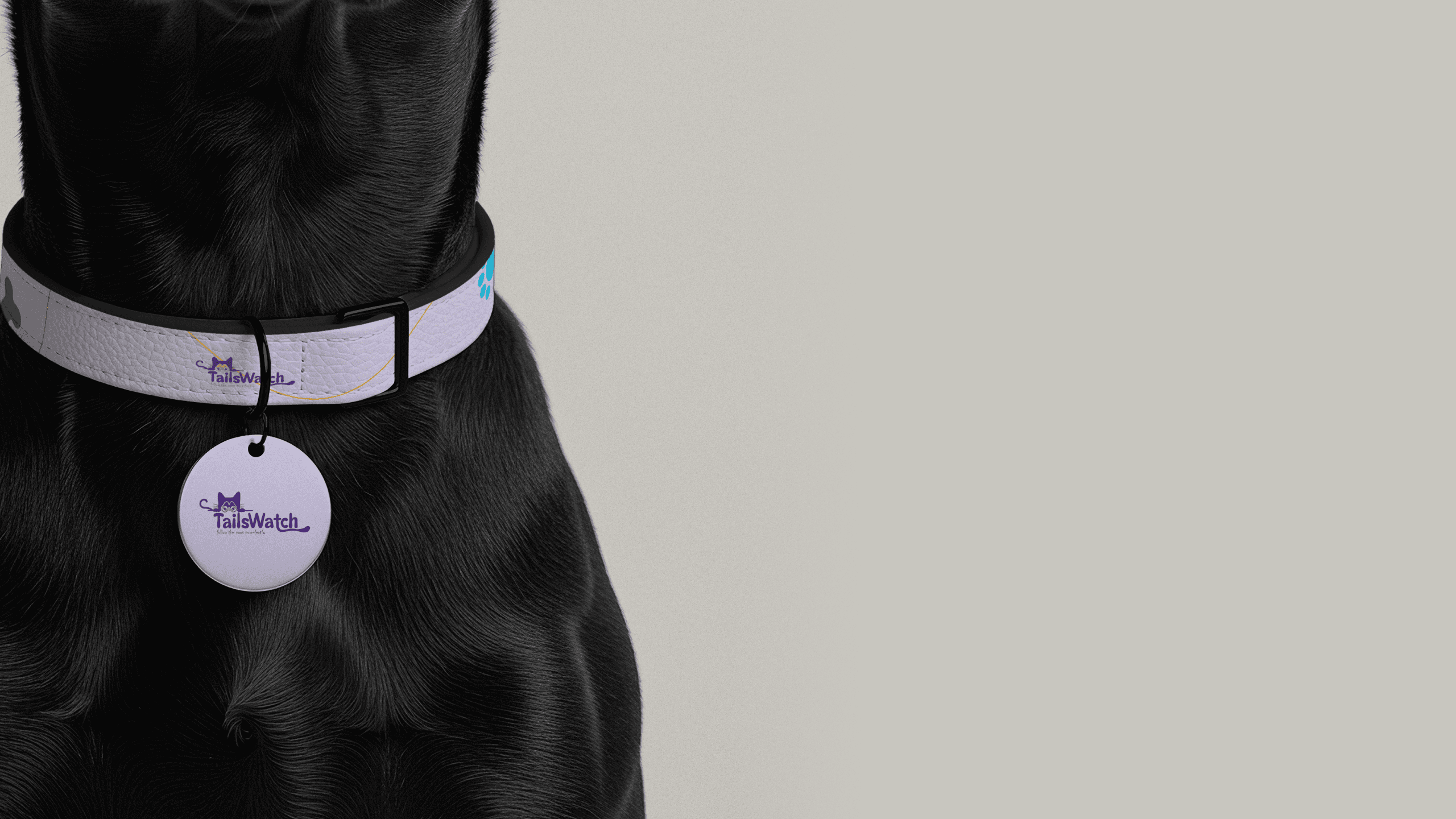 a black and white photo of a cat