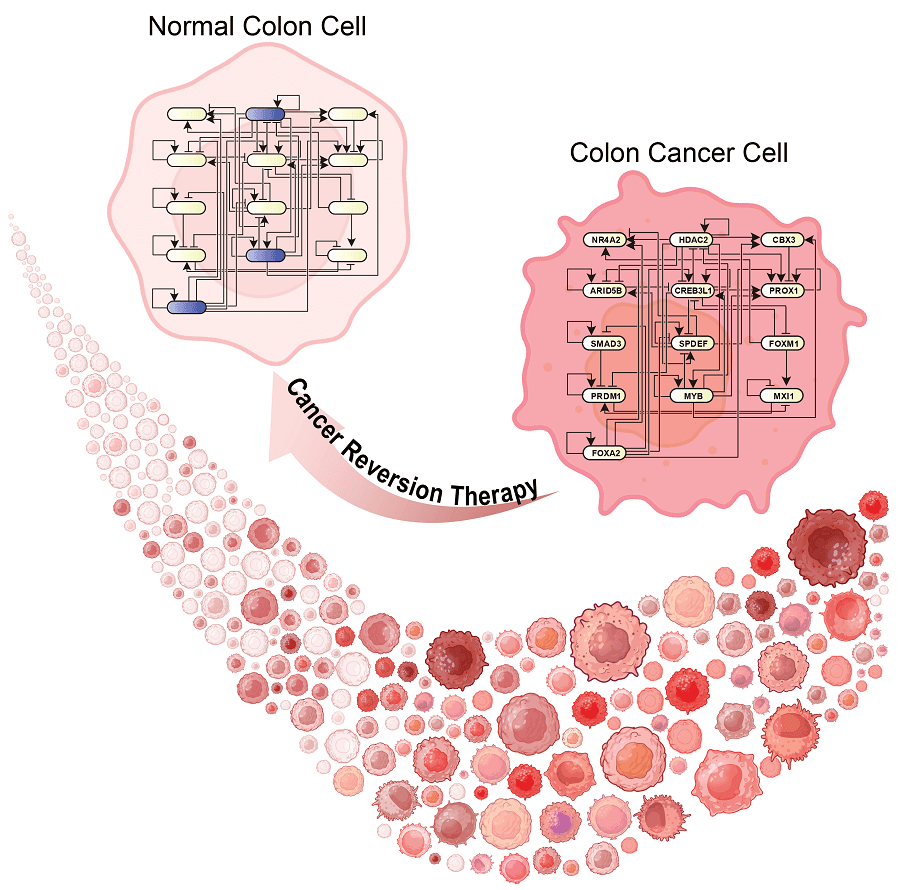 Schematic diagram of the research results. Professor Kwang-Hyun Cho's research team developed a source technology to systematically discover key control factors that can induce reversibility of colon cancer cells through a systems biology approach and a digital twin simulation analysis of the differentiation trajectory of normal colon cells, and verified the effects of reversion on actual colon cancer through molecular cell experiments and animal experiments. 