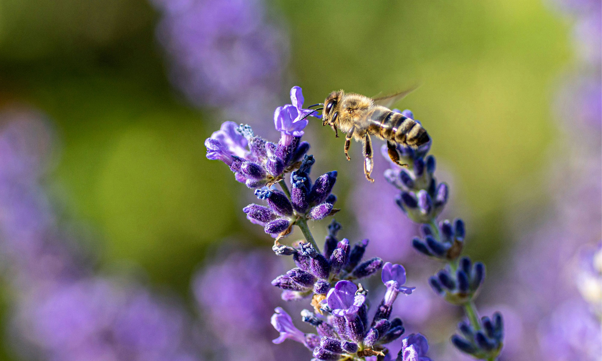 A bee hovering over a lavender flower