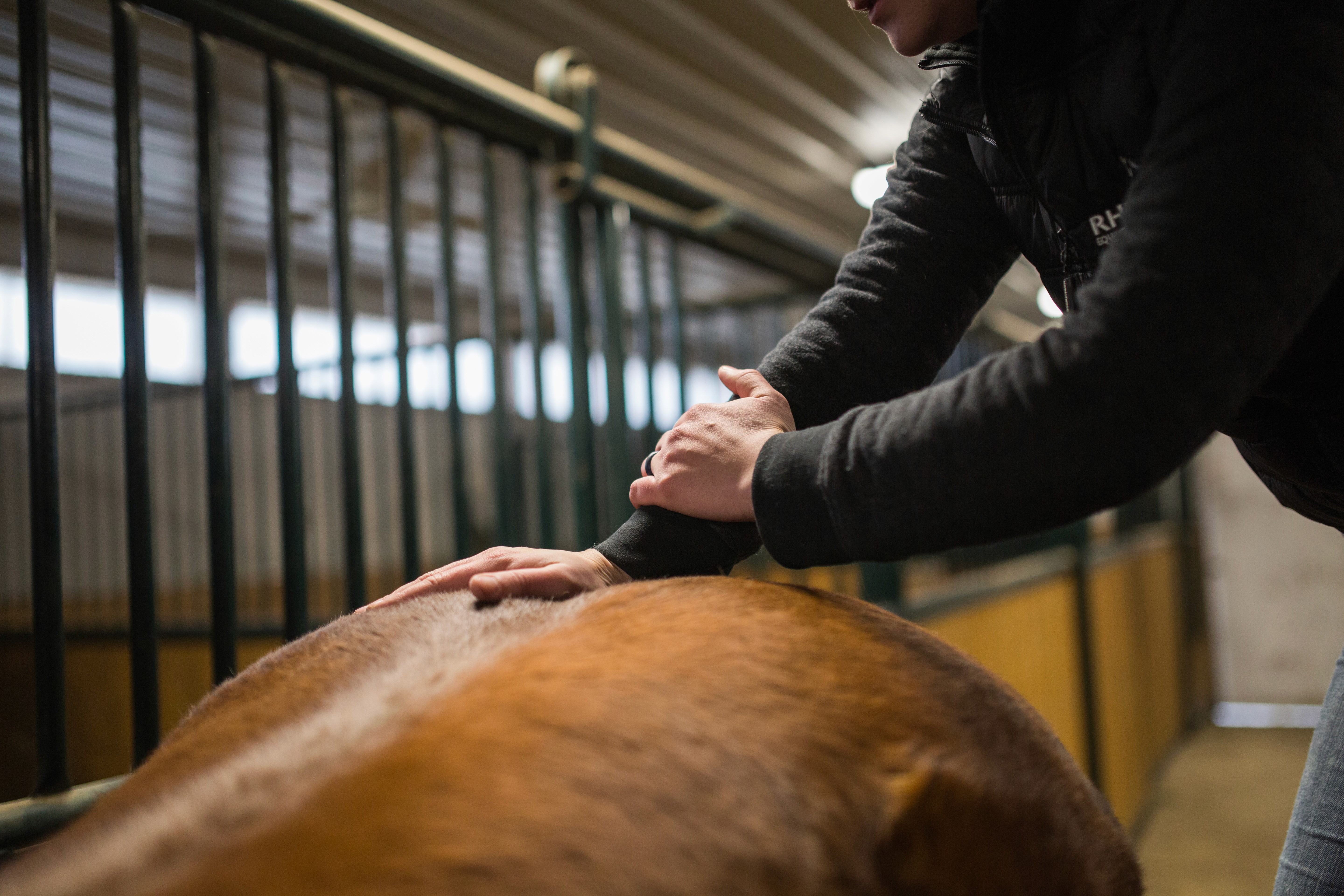 A vet preforming VSMT therapy on a horse