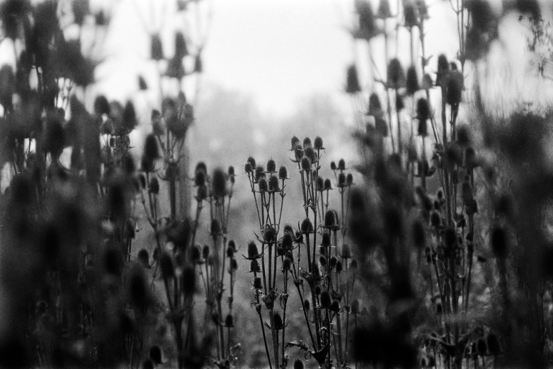 Dried plant stems with seed heads in sharp focus against blurred background
