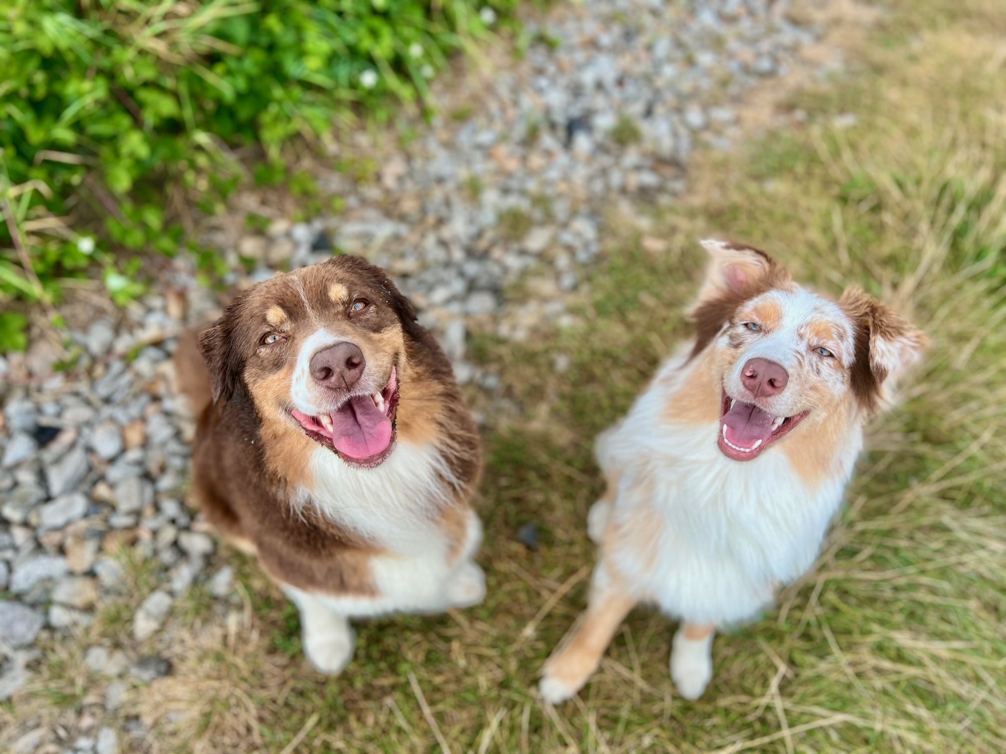 Feny (Brownie a Maille)