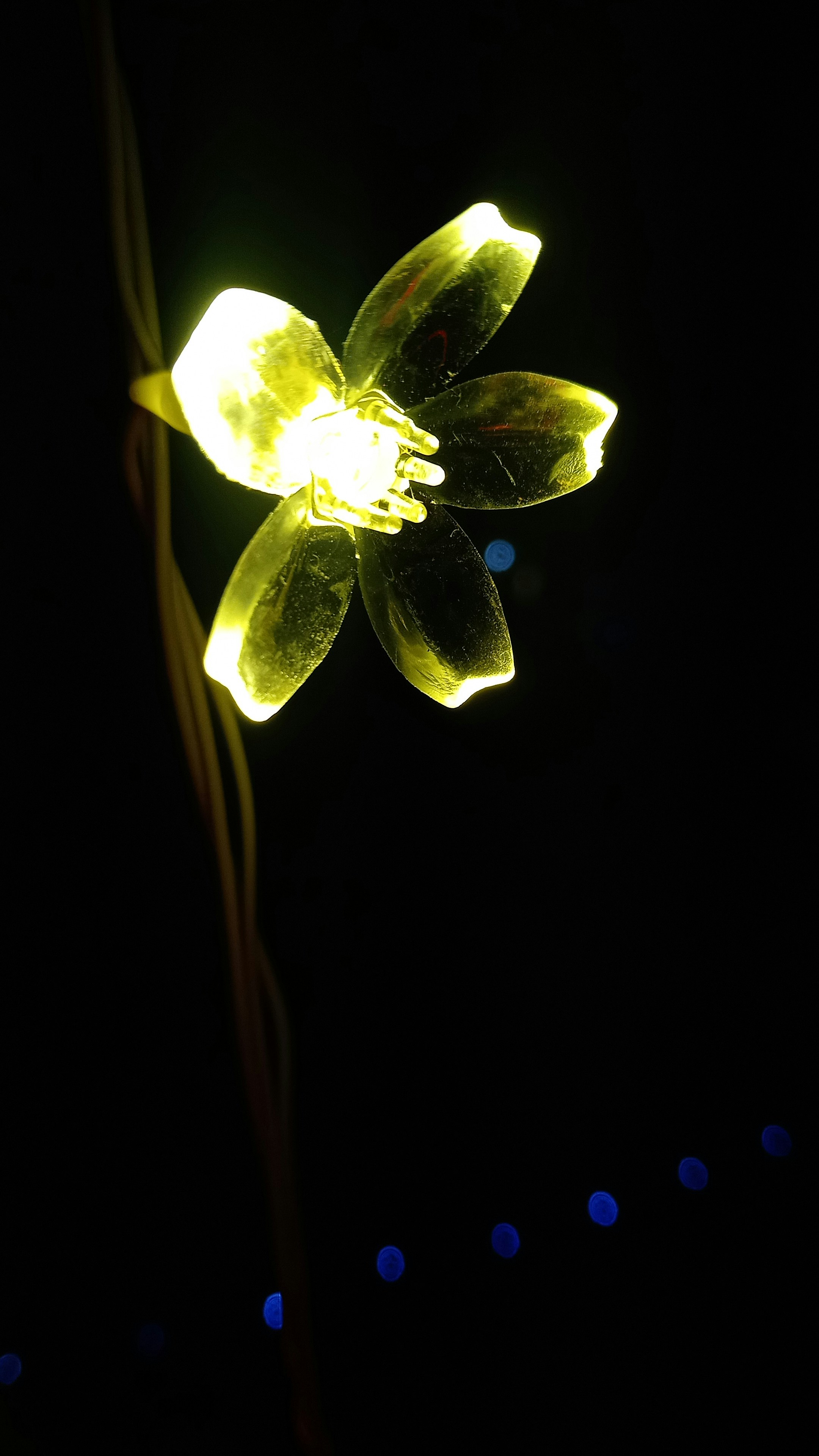 a flower that is glowing in the dark