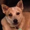 A tan and white dog with pointy ears.