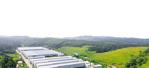 An expansive aerial view reveals Jinyi Food's modern egg products processing facility nestled among lush green hills.