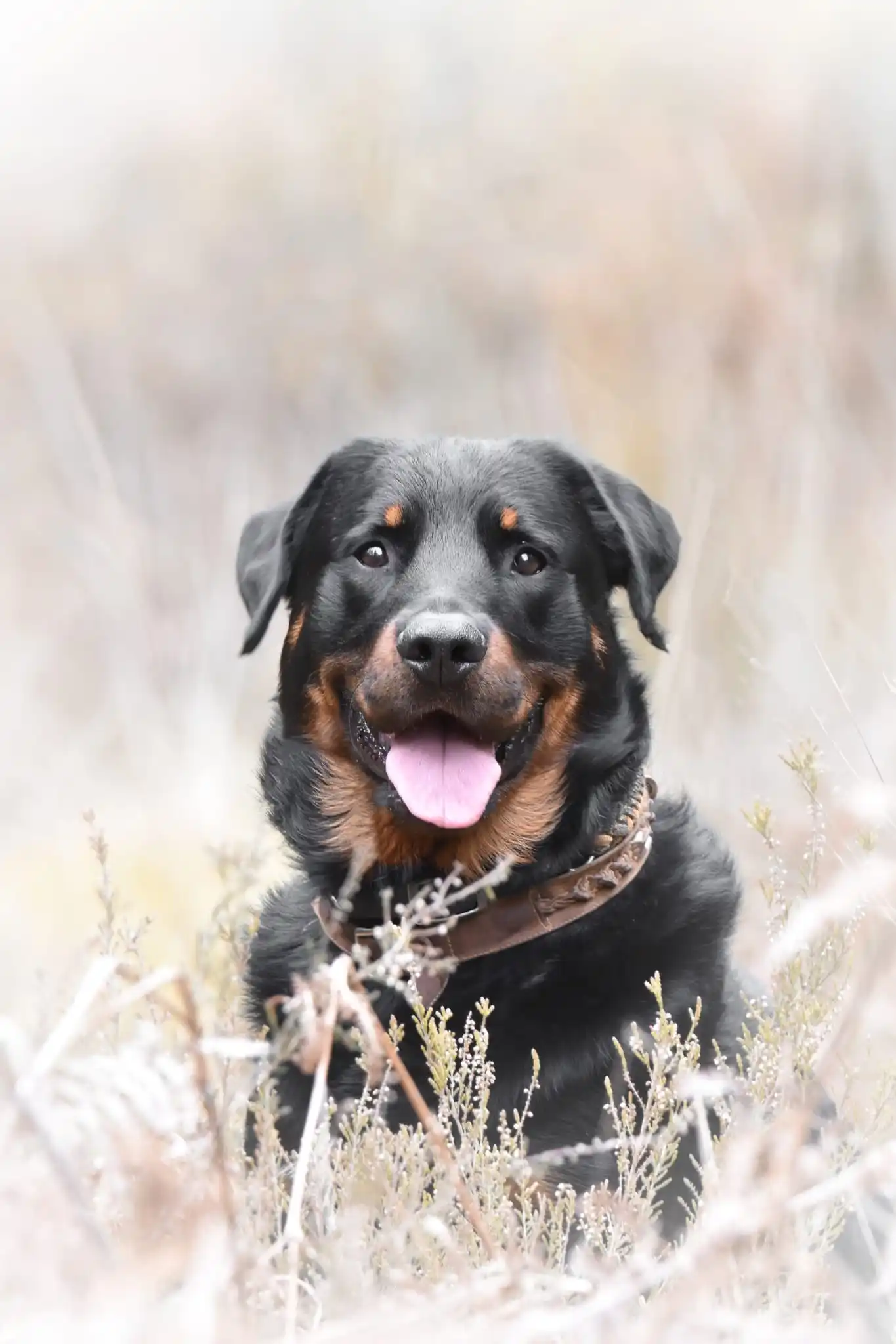 PORTRAIT D4UN JEUNE BEAUCERON DANS LES HERBE HAUTES