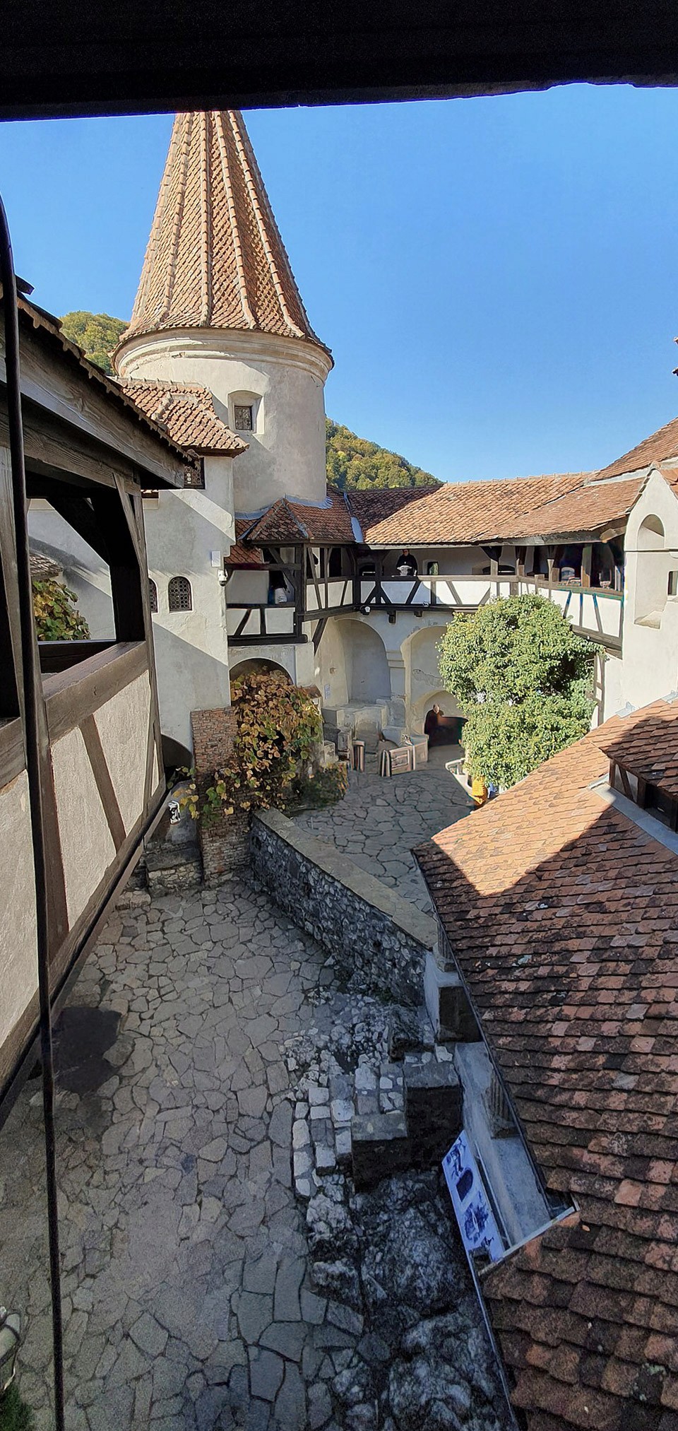 a tree with pink flowers in front of a store