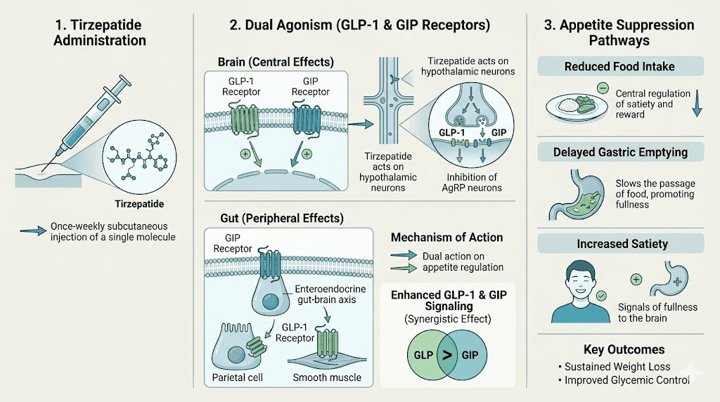 How tirzepatide works to suppress appetite through GLP-1 and GIP receptor activation