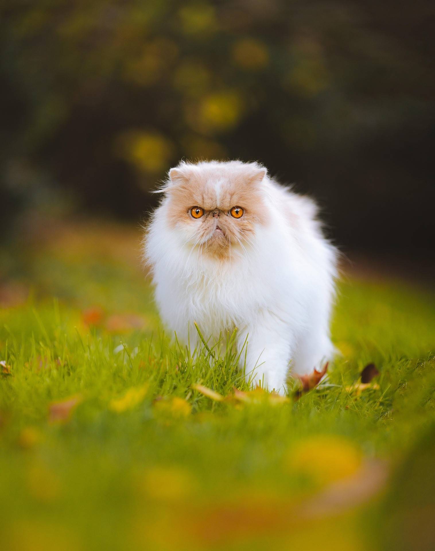 Persian Cat Breed History