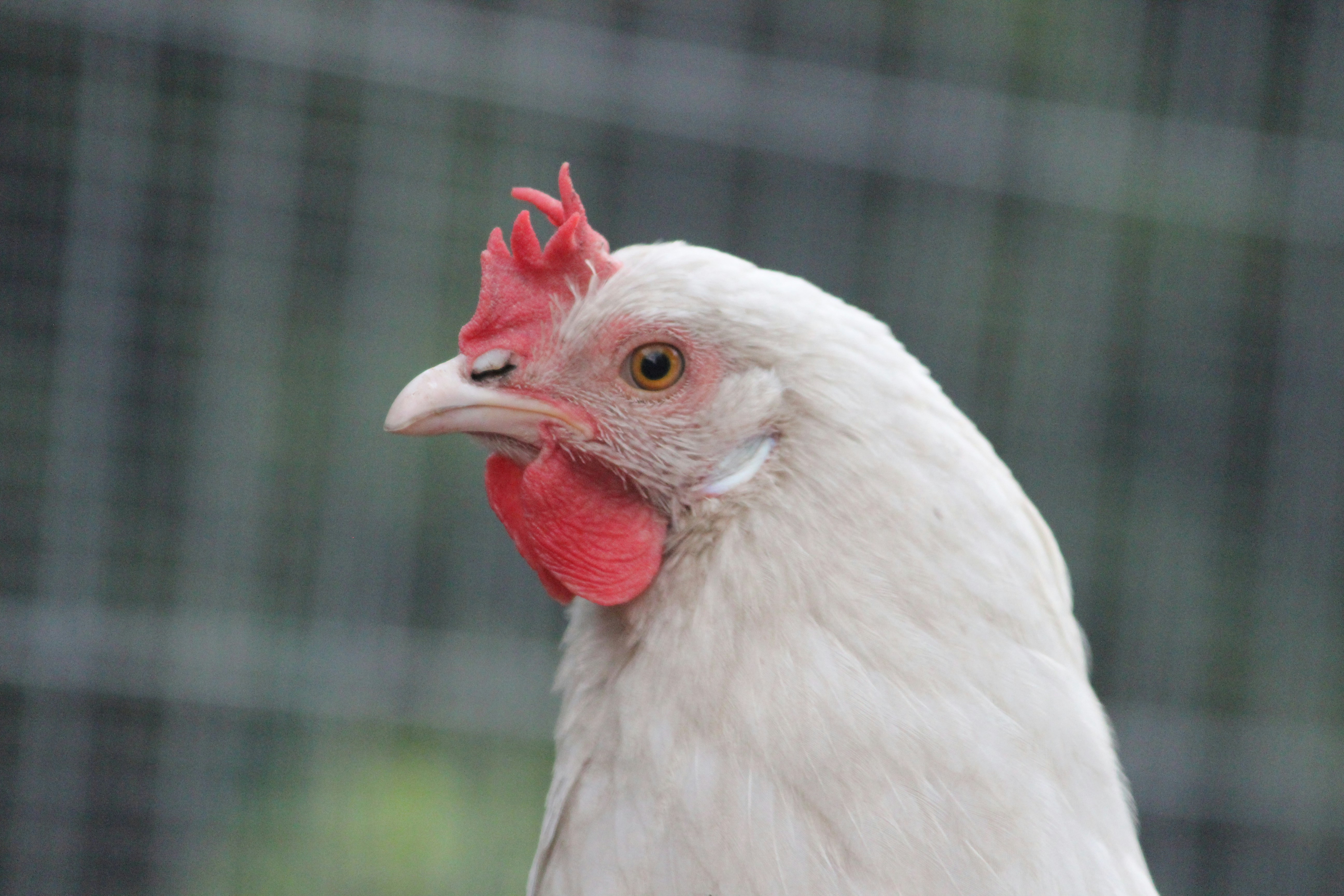 A close up of a white chicken with a red comb