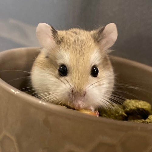 Ellie, Chris’s hamster