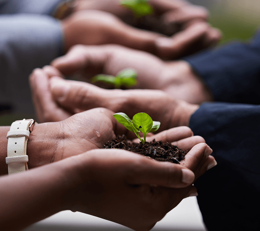 hands lined up holding soil with a plant growing in their hands
