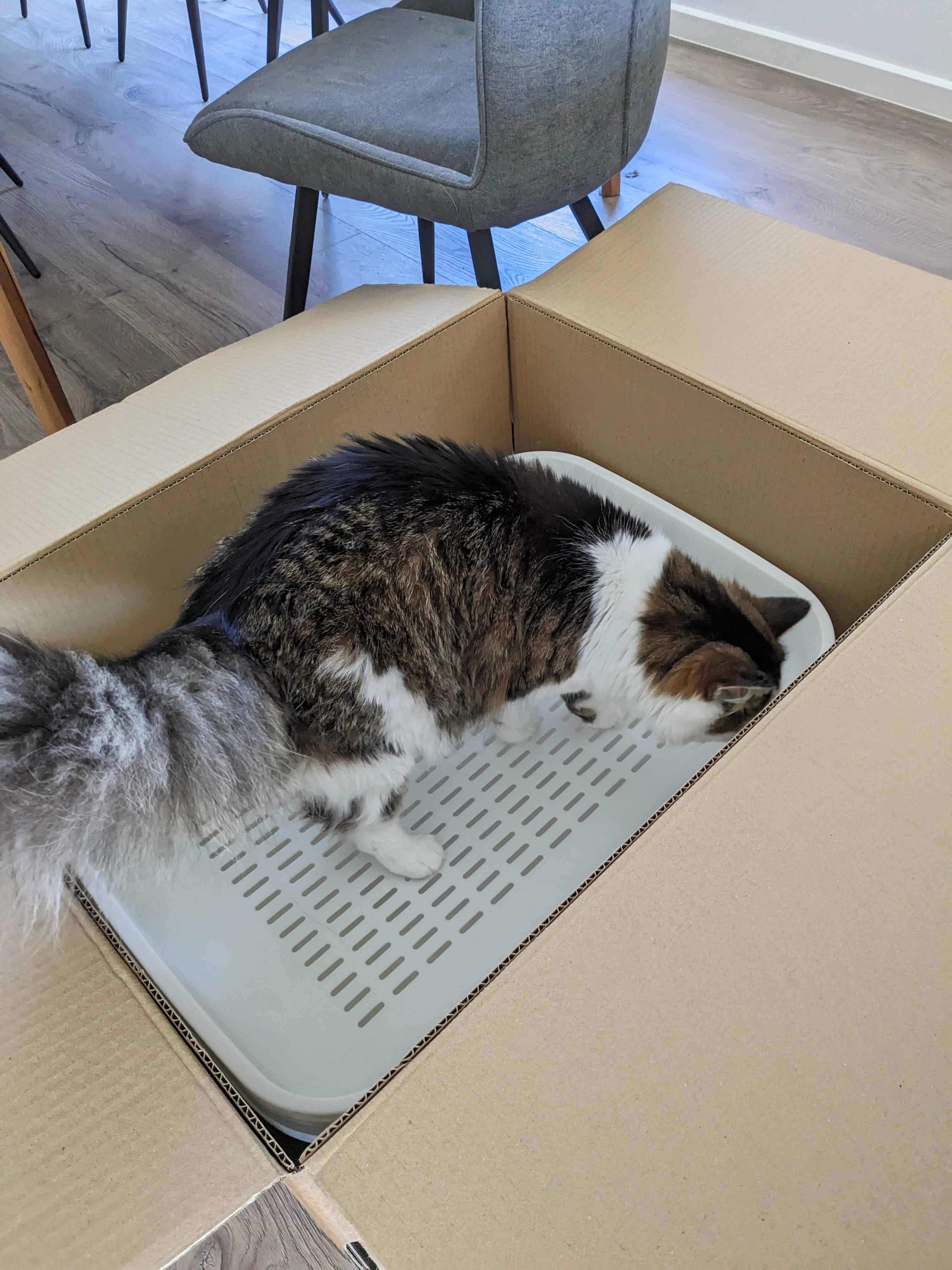 A fluffy, black and white cat sits inside a A Treasured Pals Premium Sifting Litter System  on a wooden floor, with a colorful striped object in the background.