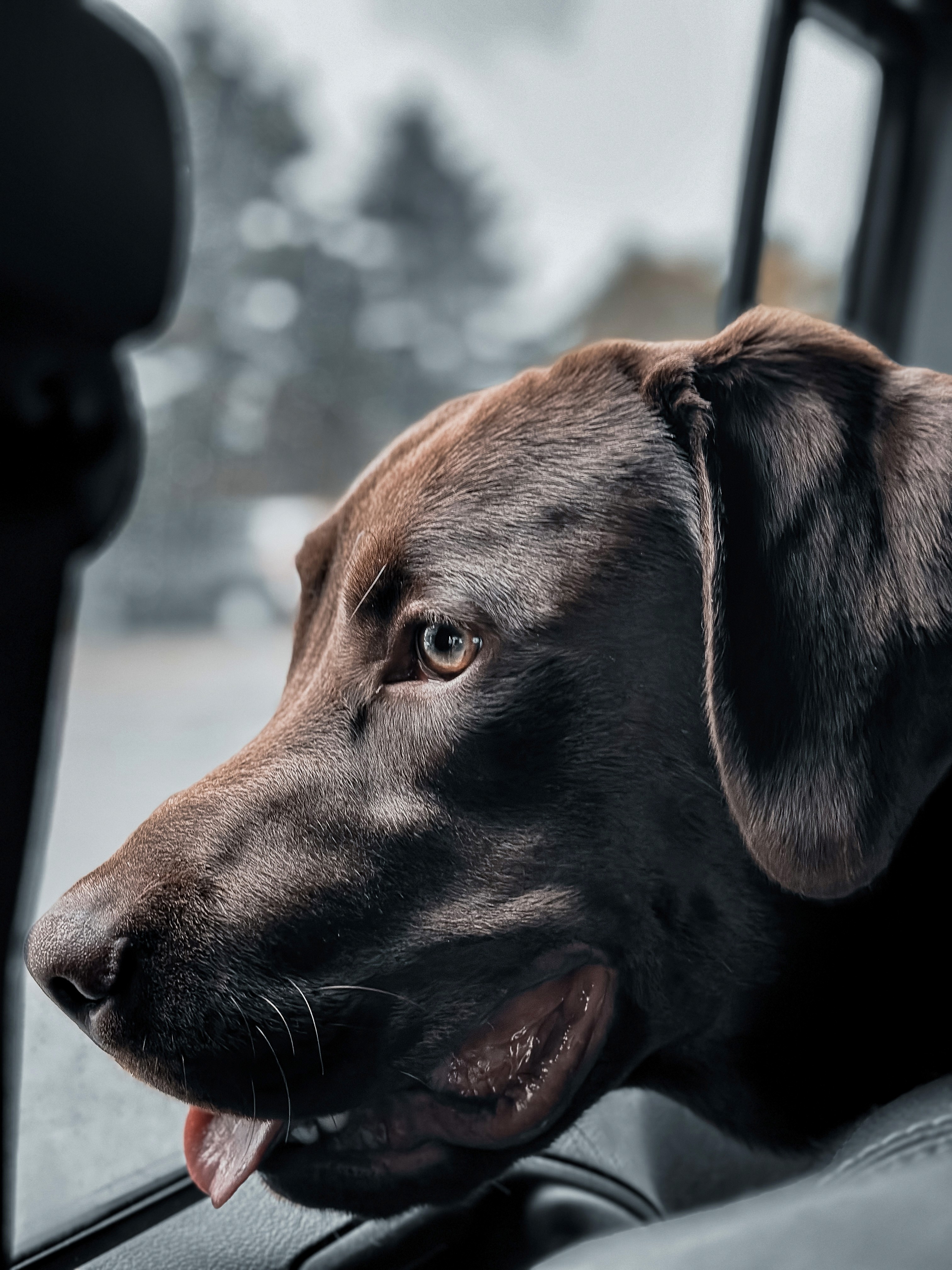 Chocolate Lab