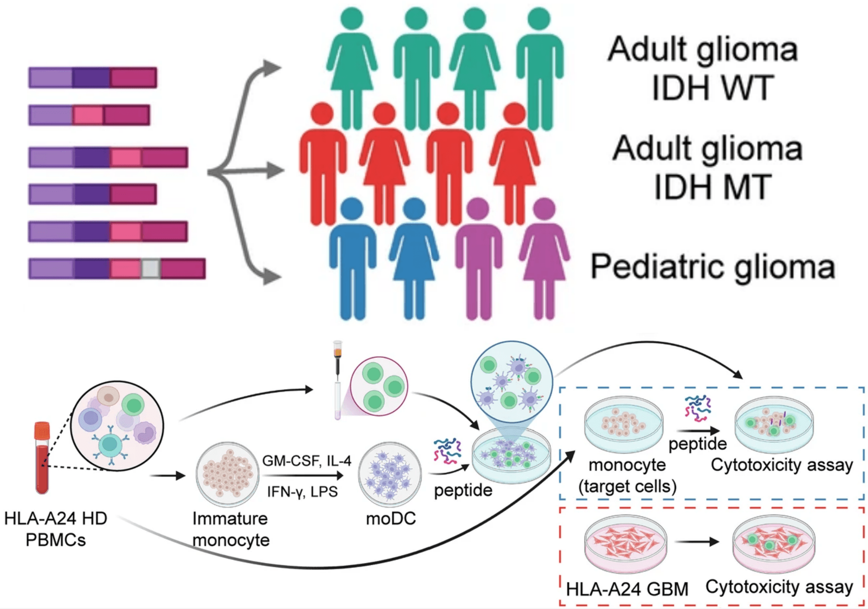 Single-cell UMAP of glioma tumor and matched peripheral blood, colored by predicted splice-junction-peptide reactivity