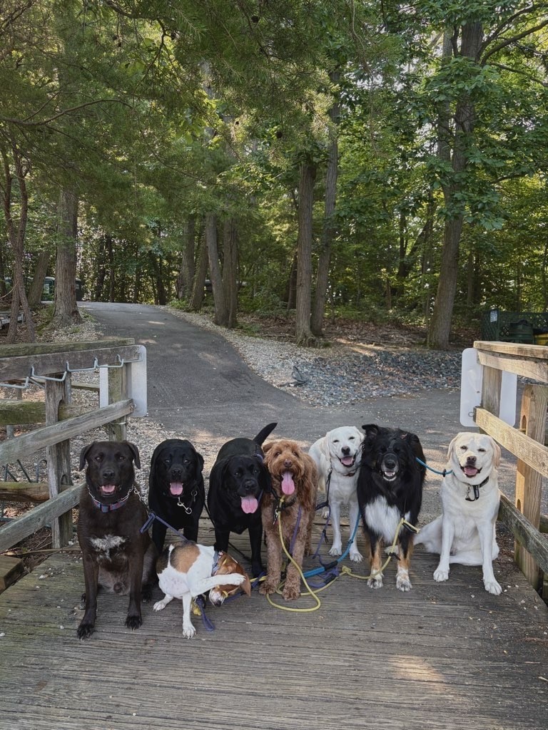 Seven dogs of various colors and sizes sit together on a wooden boardwalk surrounded by tall trees in Maryland