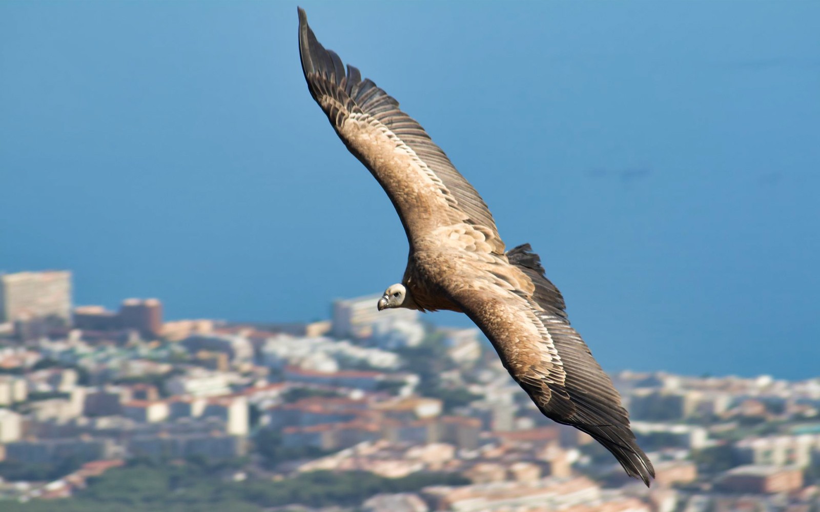 Buitre sobrevolando Benalmádena con el paisaje urbano y el mar de fondo.