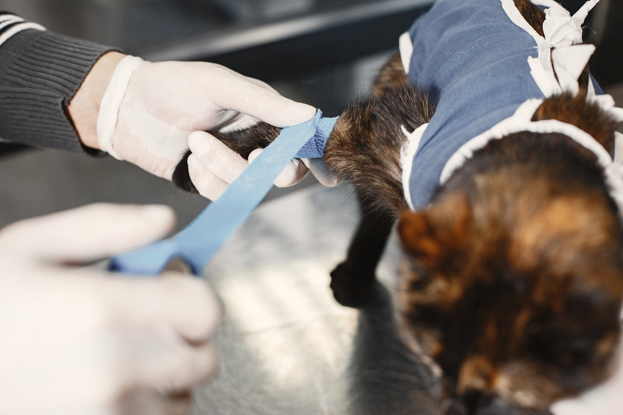 A vet surgery of a cat that's injured