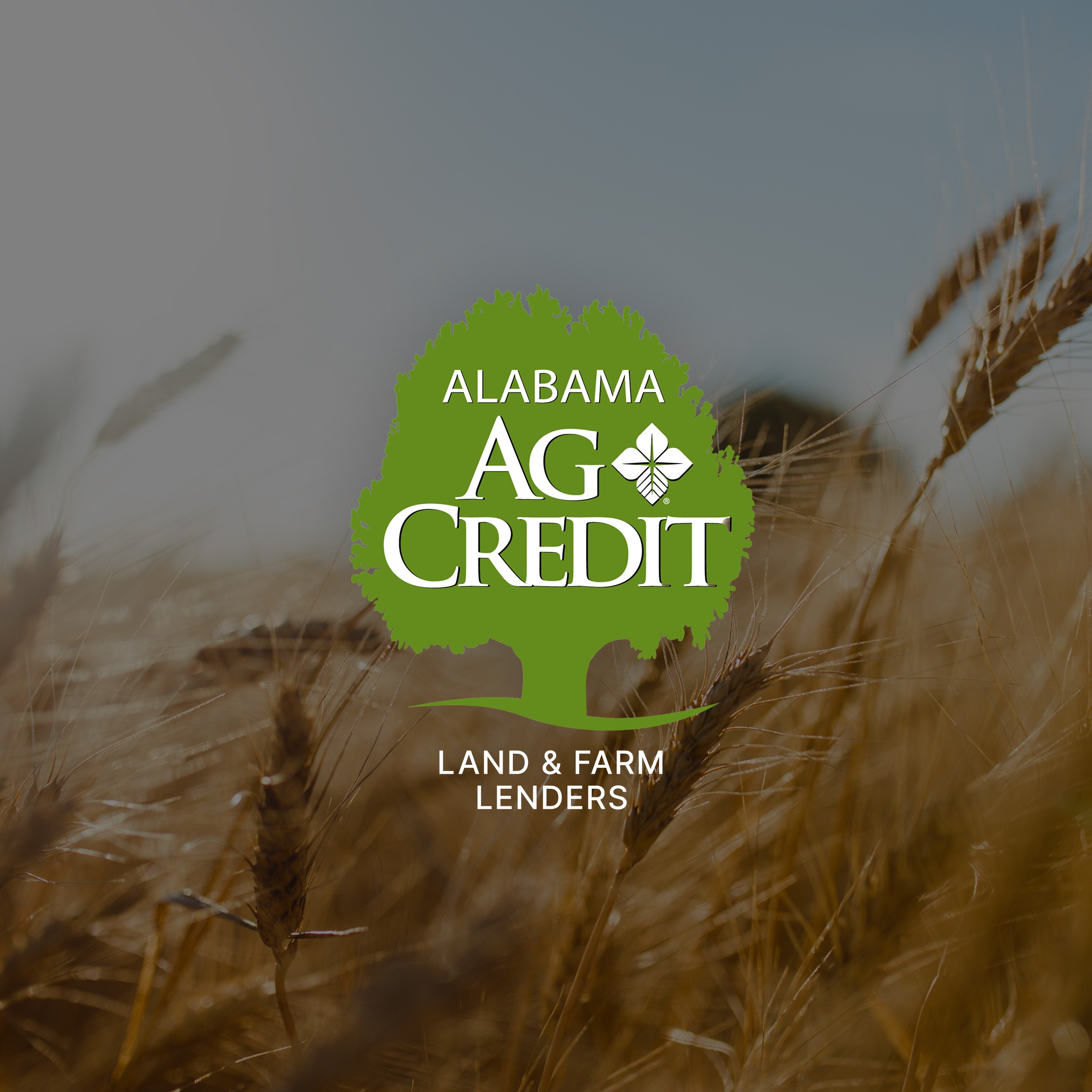 A grain of wheat blowing in the wind in a wheat field with the Alabama Ag Credit logo overlaying the image