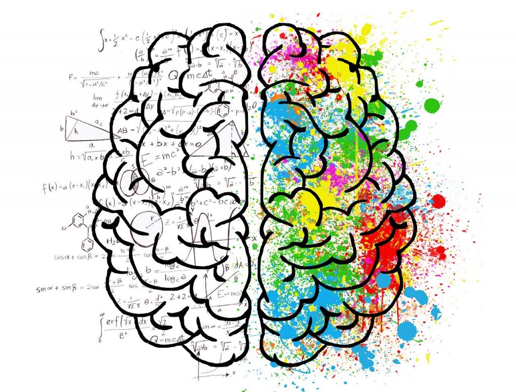 Color perception mechanisms in the human brain