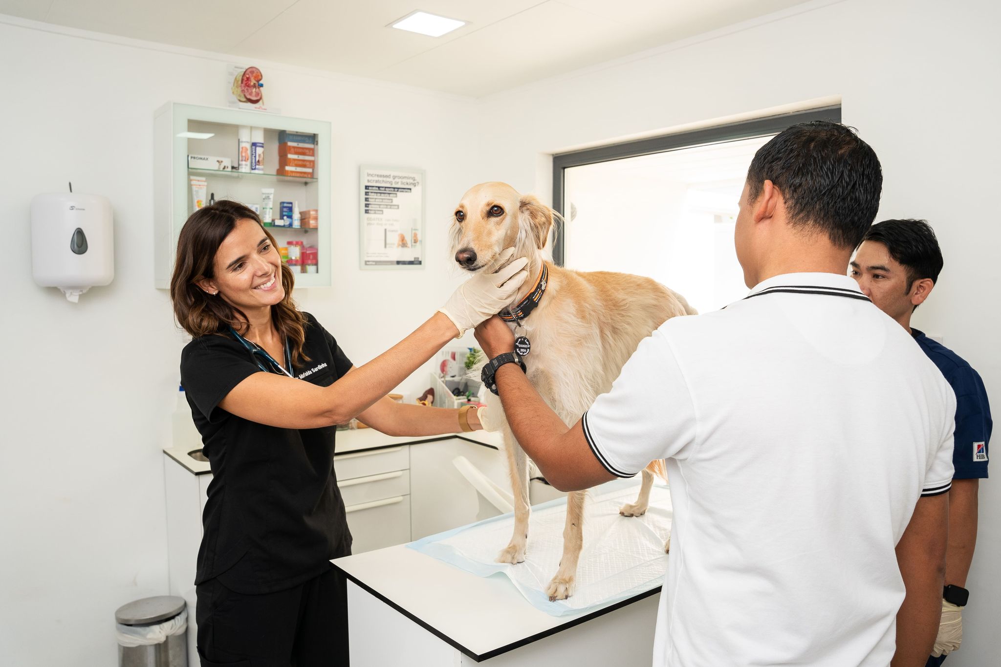 A veterinarian is checking a dog's condition while another vet is assisting in the back. The pet owner is nearby keeping the dog calm.