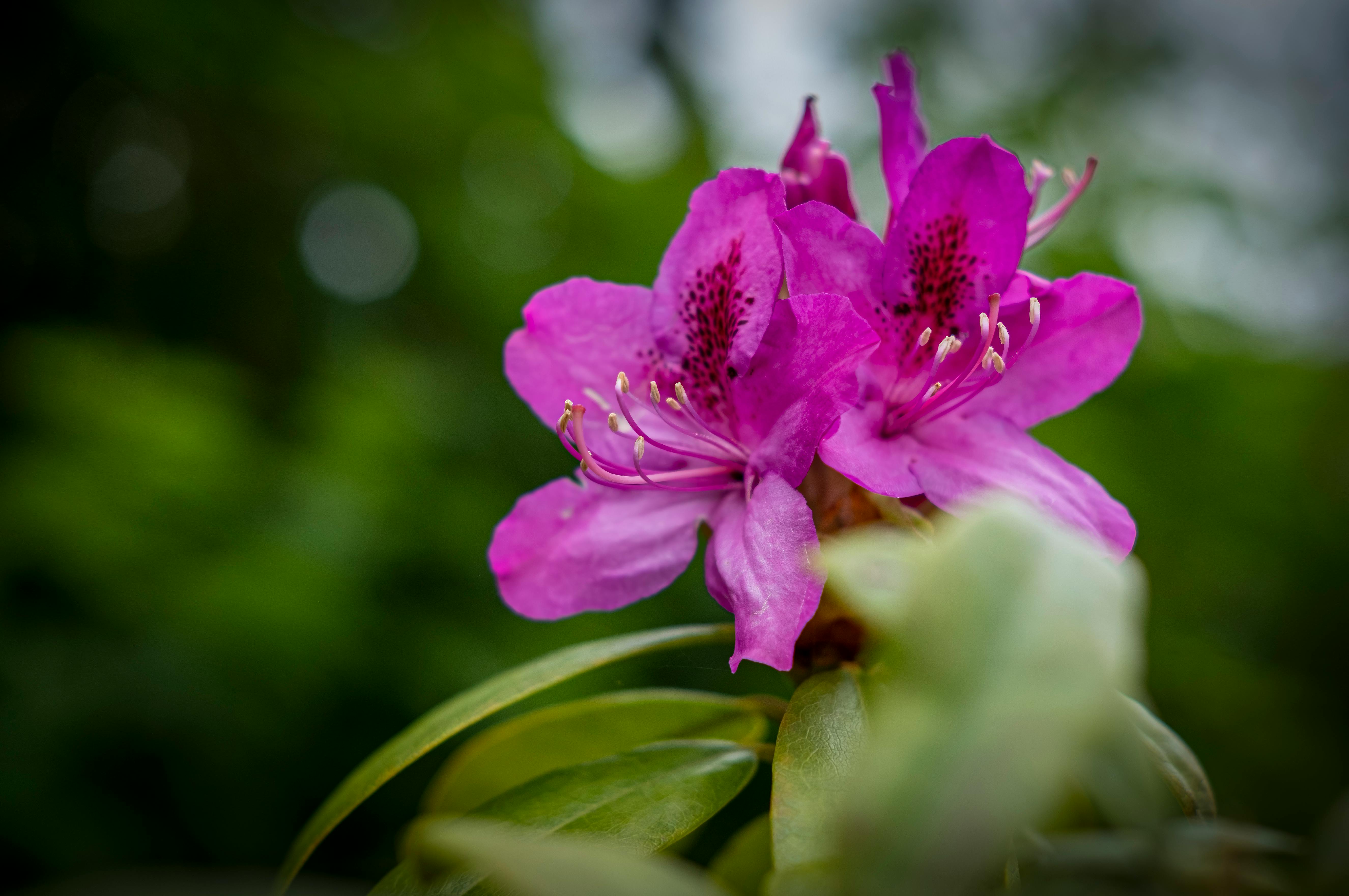 Azaleas