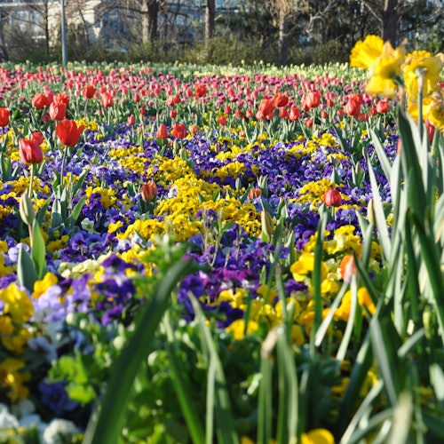 坎培拉花卉節之旅