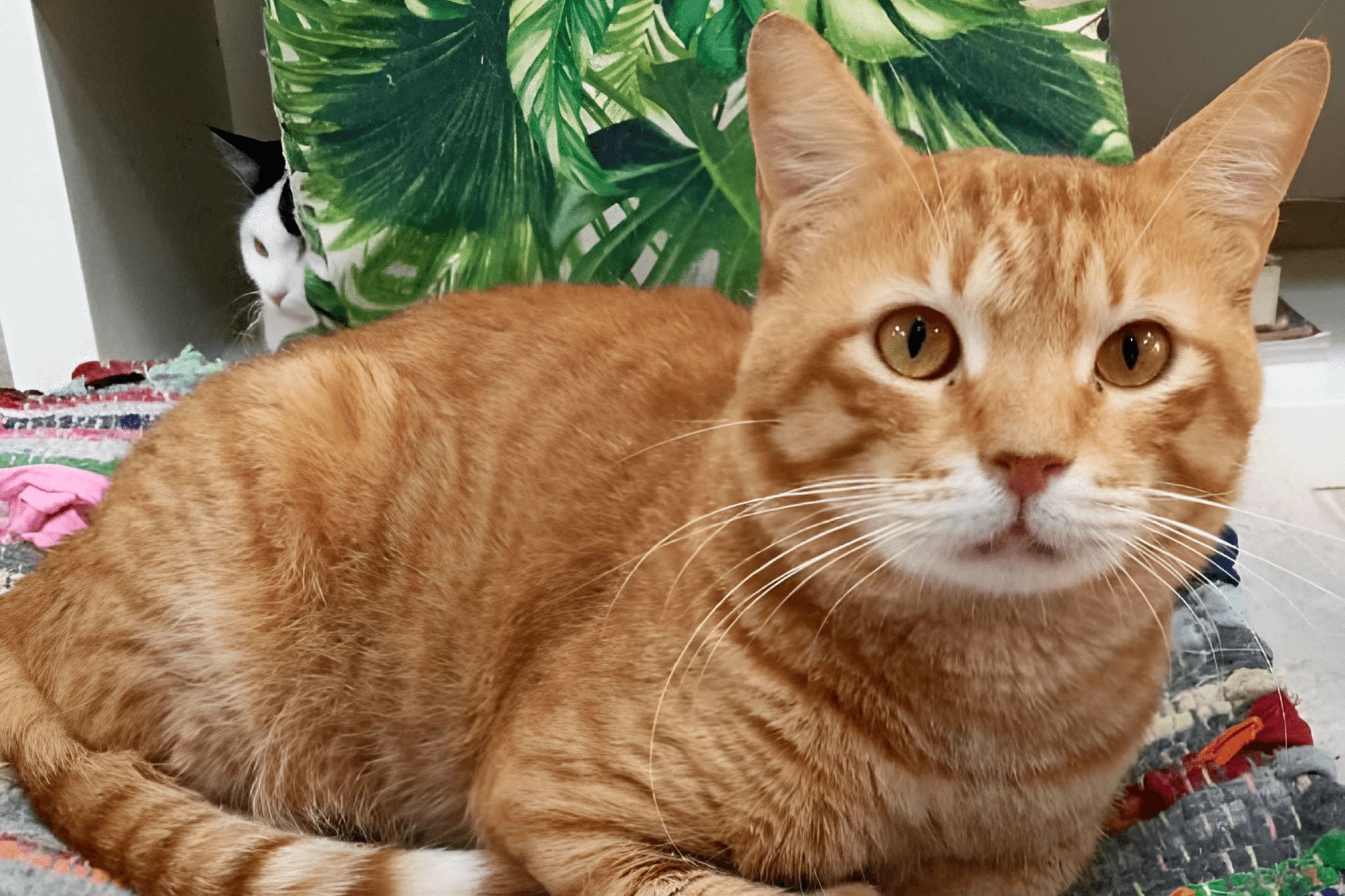 The Cats of Ailuromania Cat Cafe