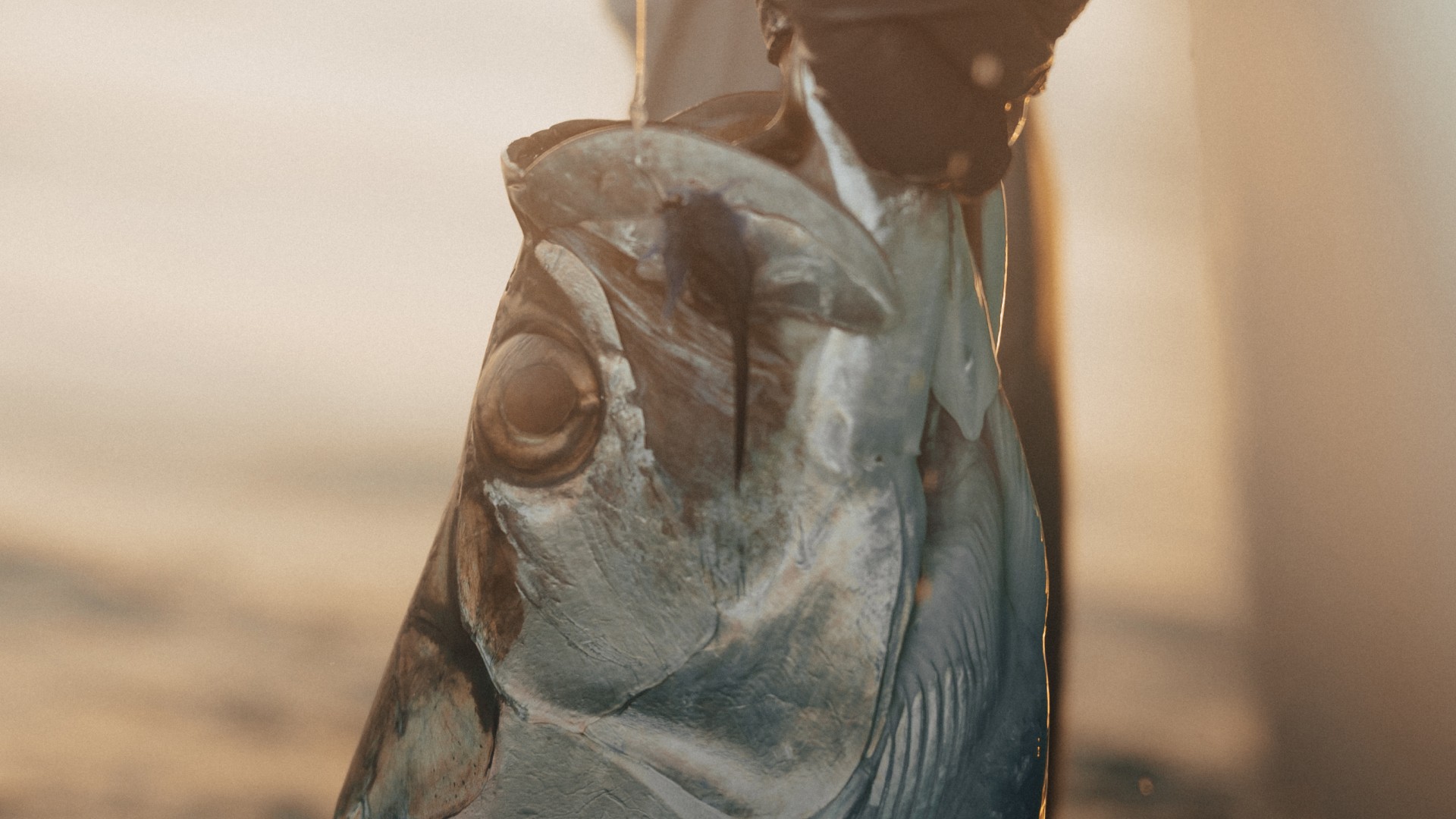 Closeup of an angler lifting a tarpon out of the water during golden hour