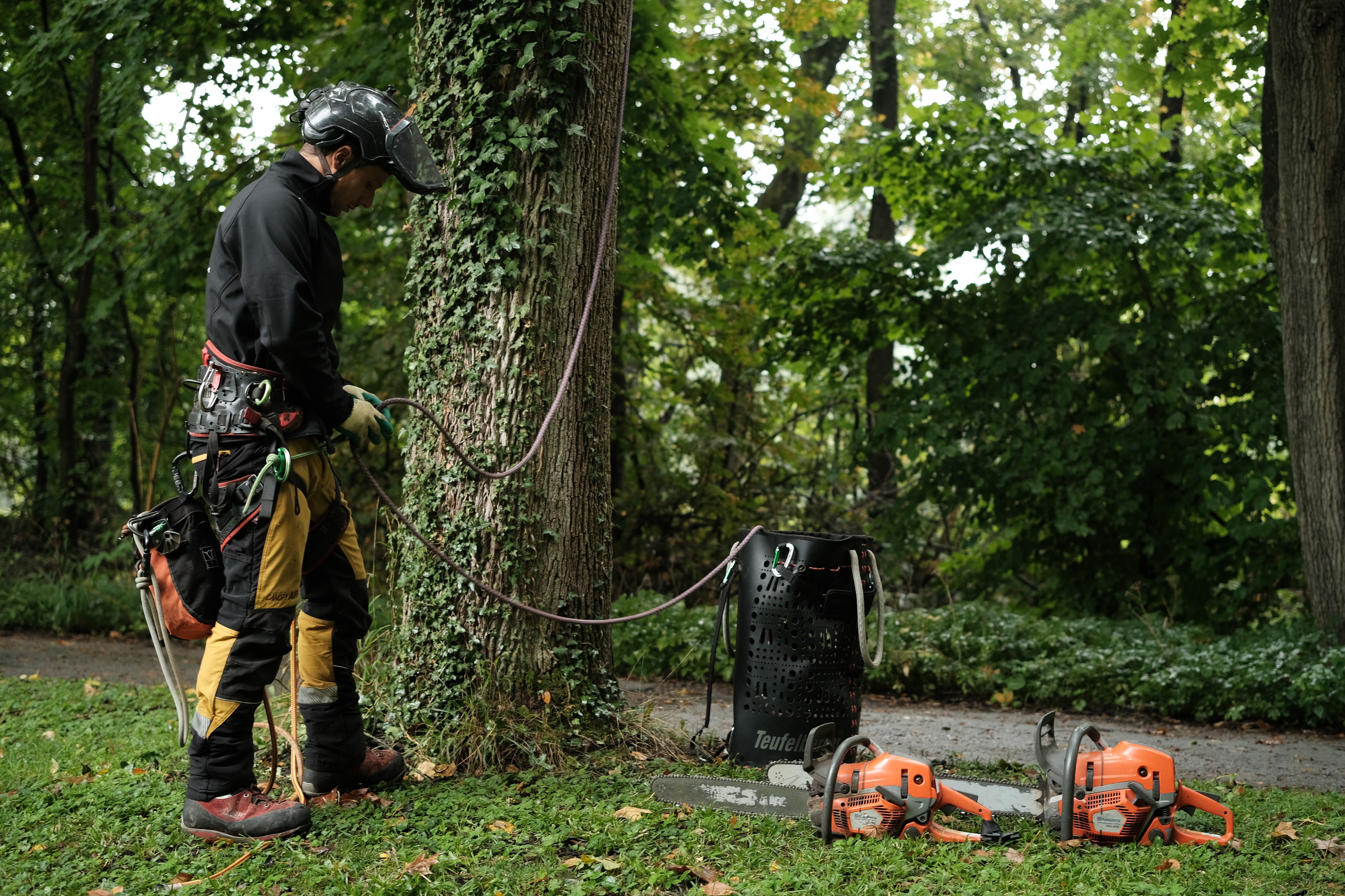 Baumpflege Augsburg Fällung Kosten