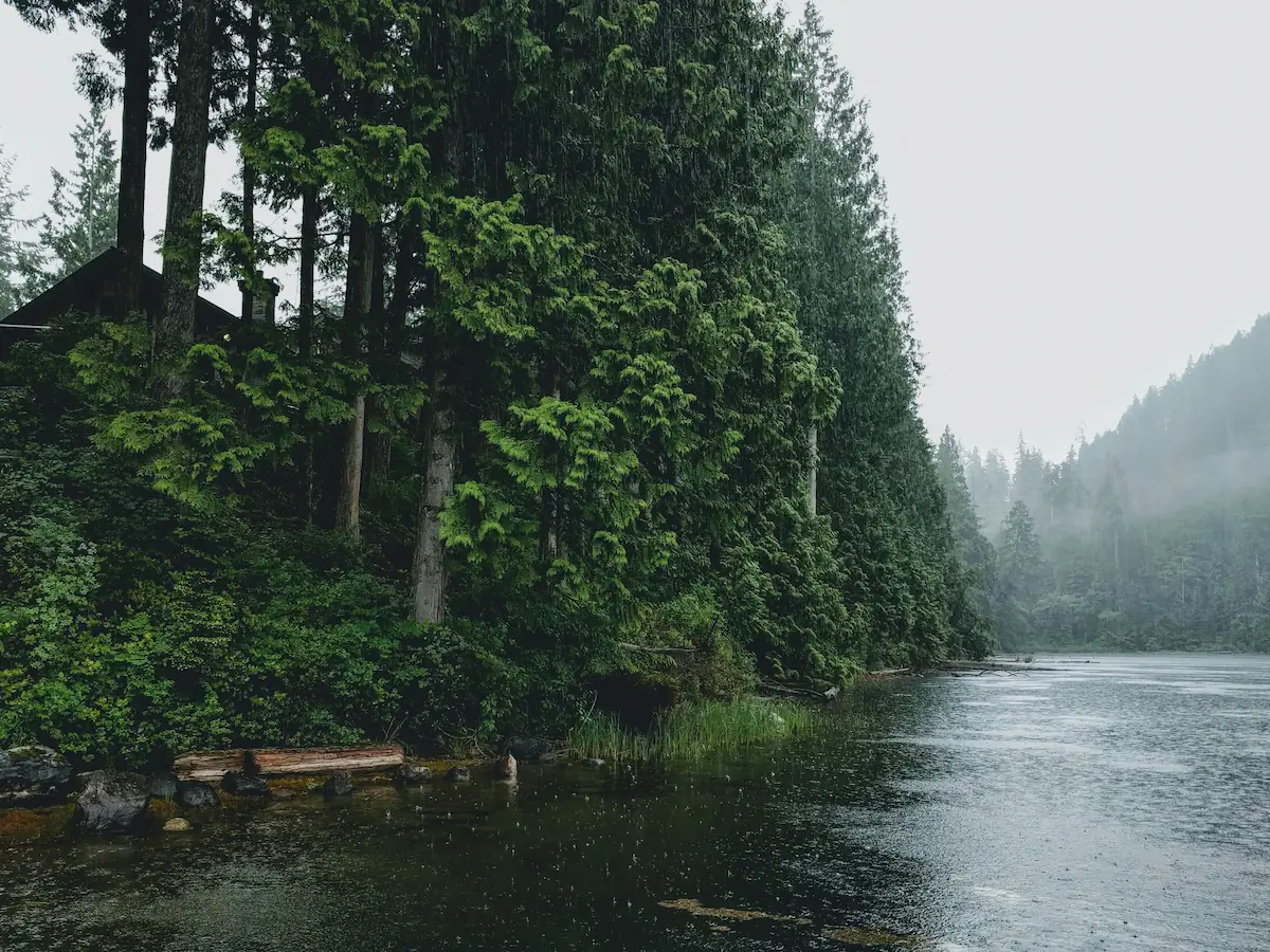 Misty forested shoreline in Maple Ridge, BC, with tall evergreens and calm lake water on a rainy day.
