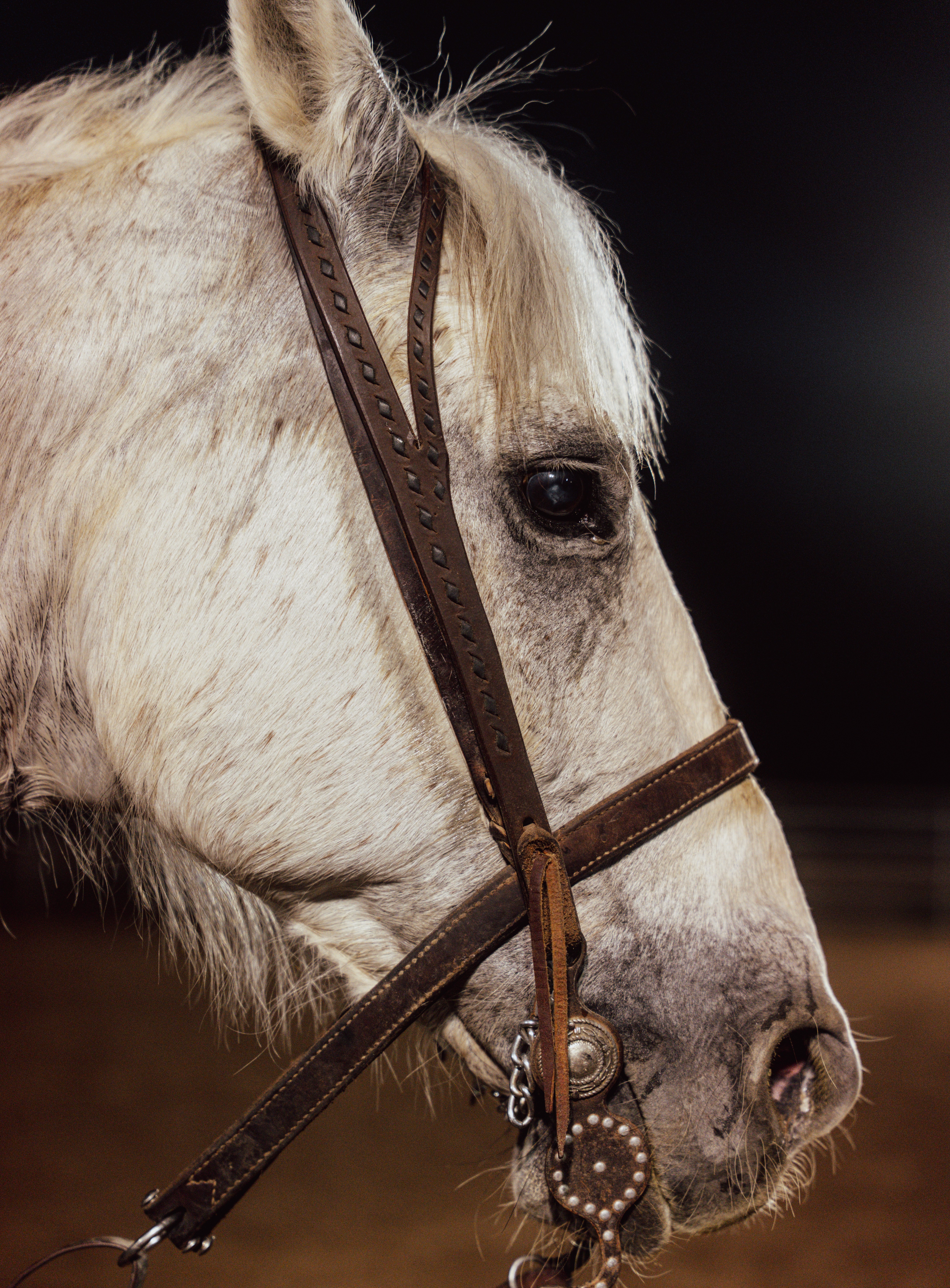 A flower beginning to bloom.