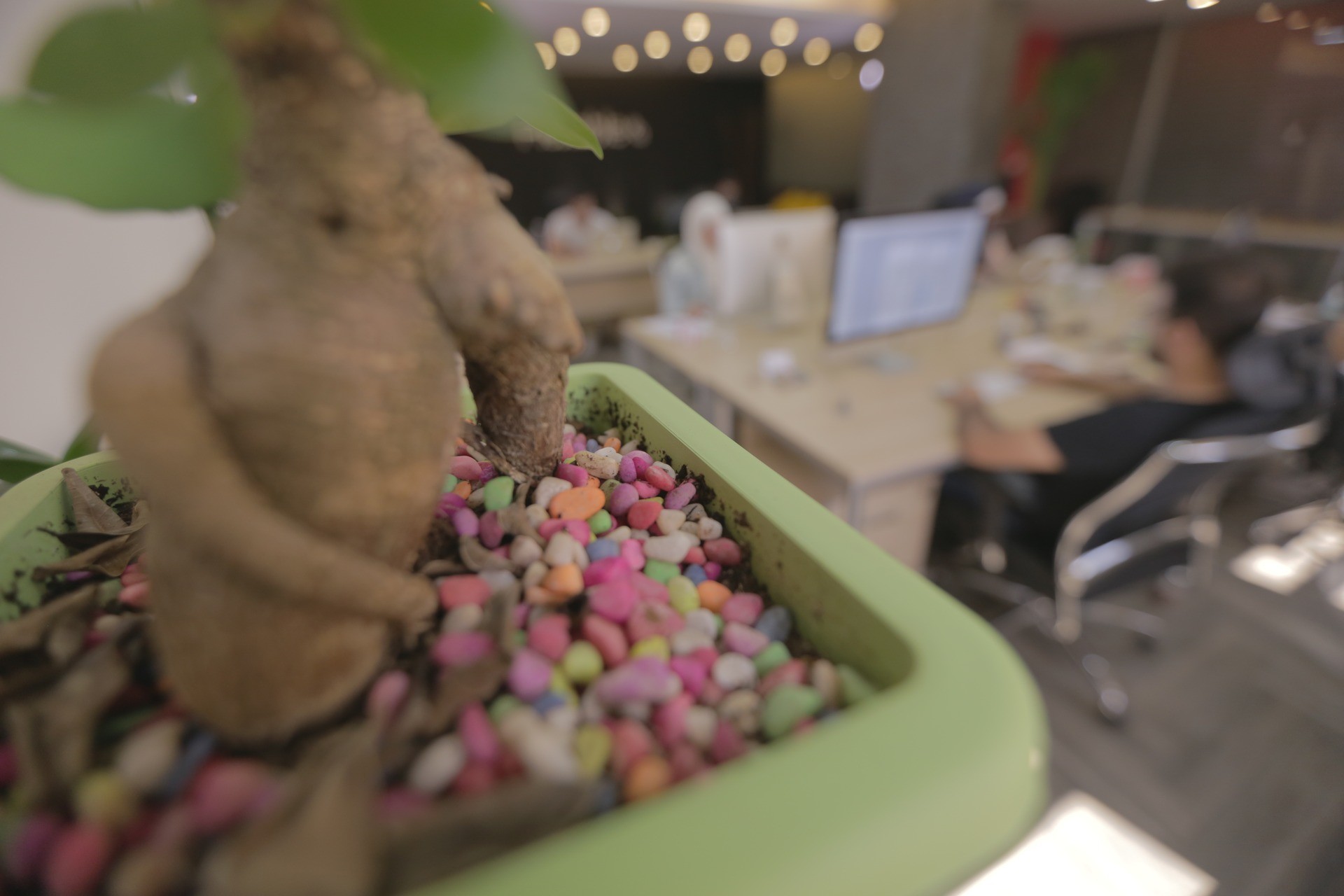 Bonsai plant with colorful stones in front of Plexable's open office workspace