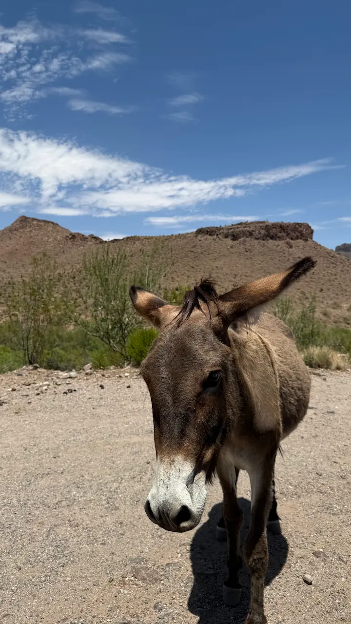 Close-up of a donkey roaming freely through the streets of Oatman, Arizona.