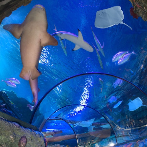 Personen gehen durch einen Unterwassertunnel in einem Aquarium, umgeben von Haien, Rochen und Fischen, die über ihnen schwimmen.