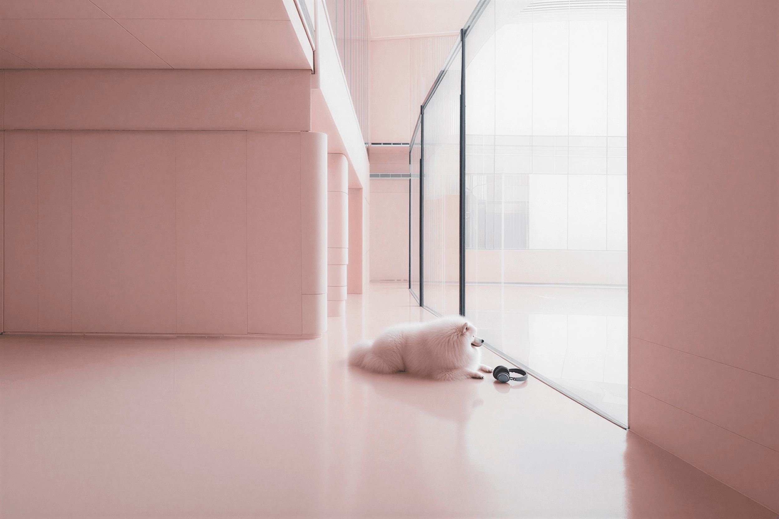 fluffy samoyed fractional cmo ling koay