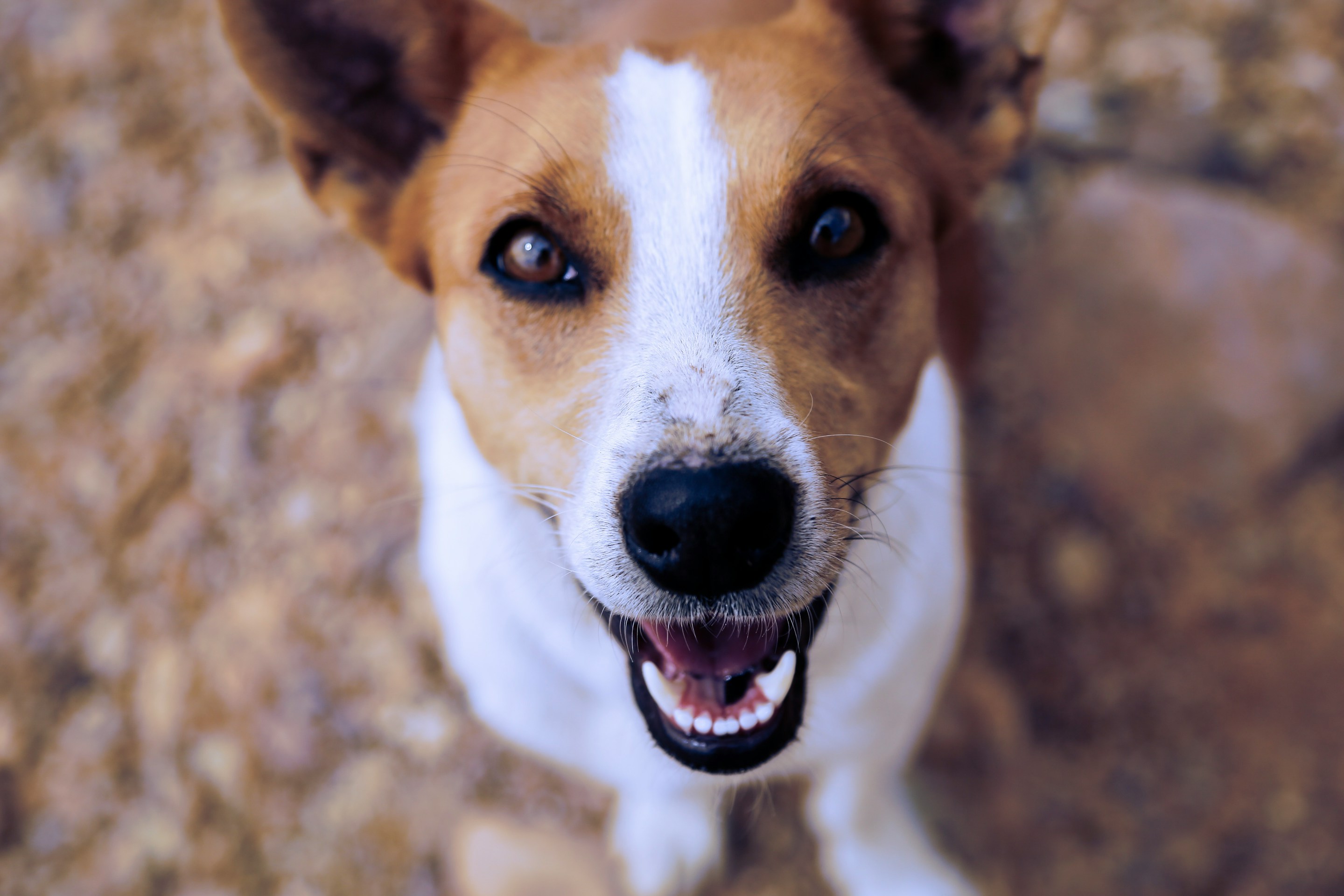 Cão feliz a mostrar dentes saudáveis