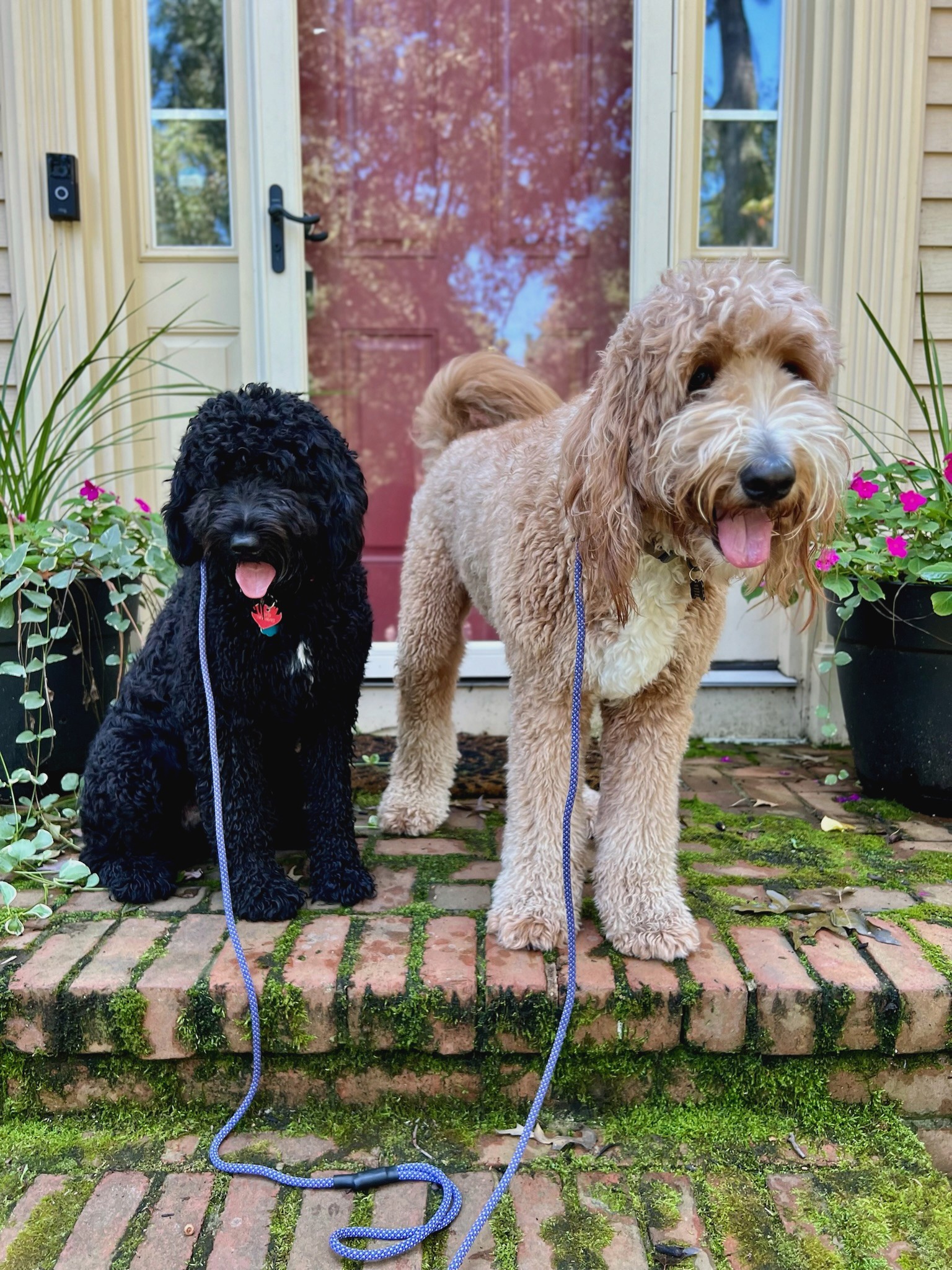 Two dogs on a brick pathway during dog boarding in Dilworth, Charlotte