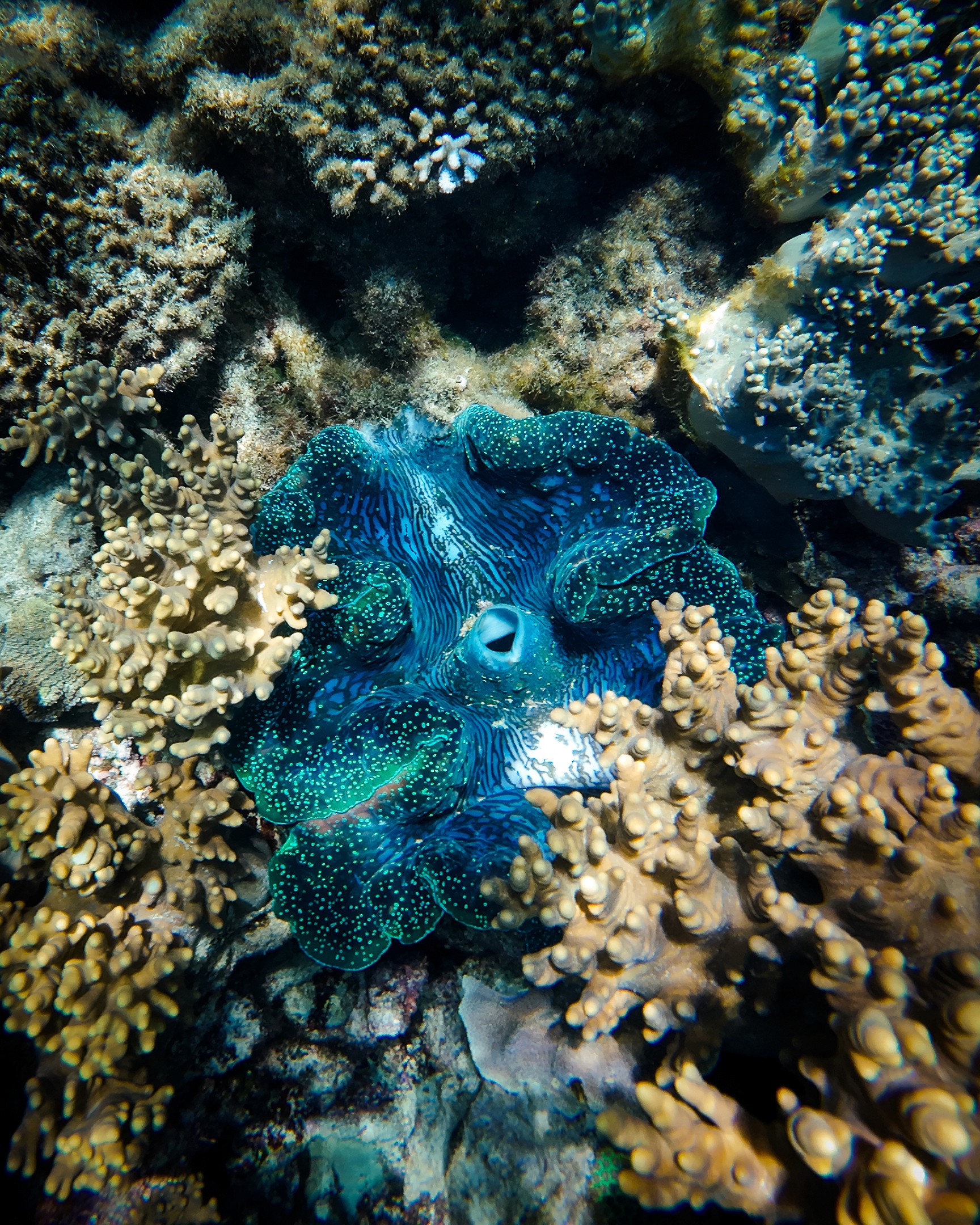 A man standing with Sufboard