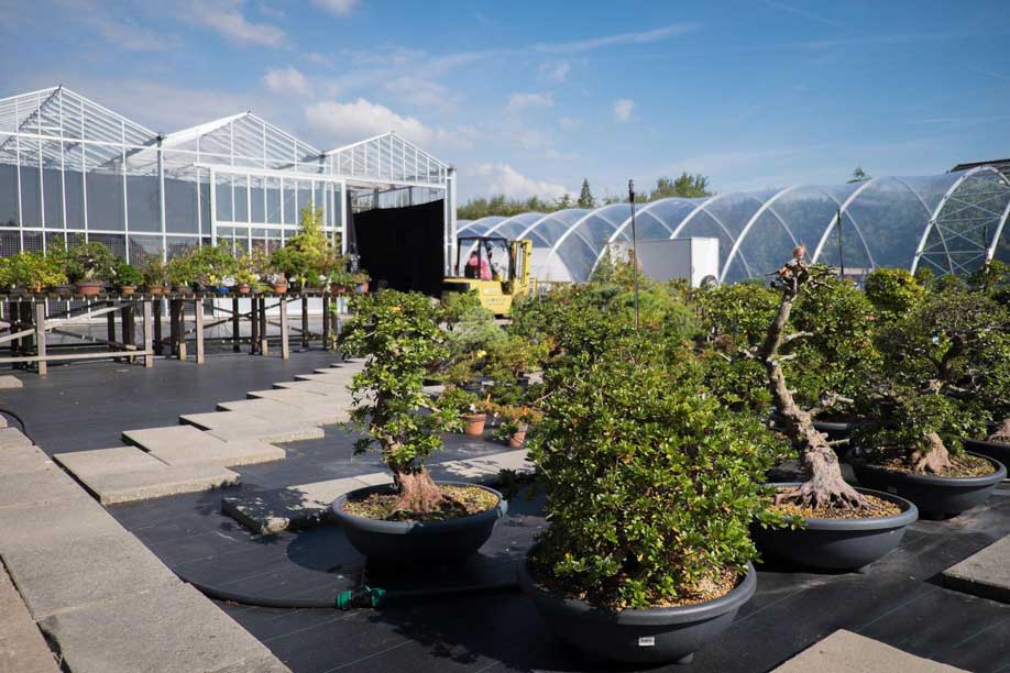 Uitzoeken van starterbonsai