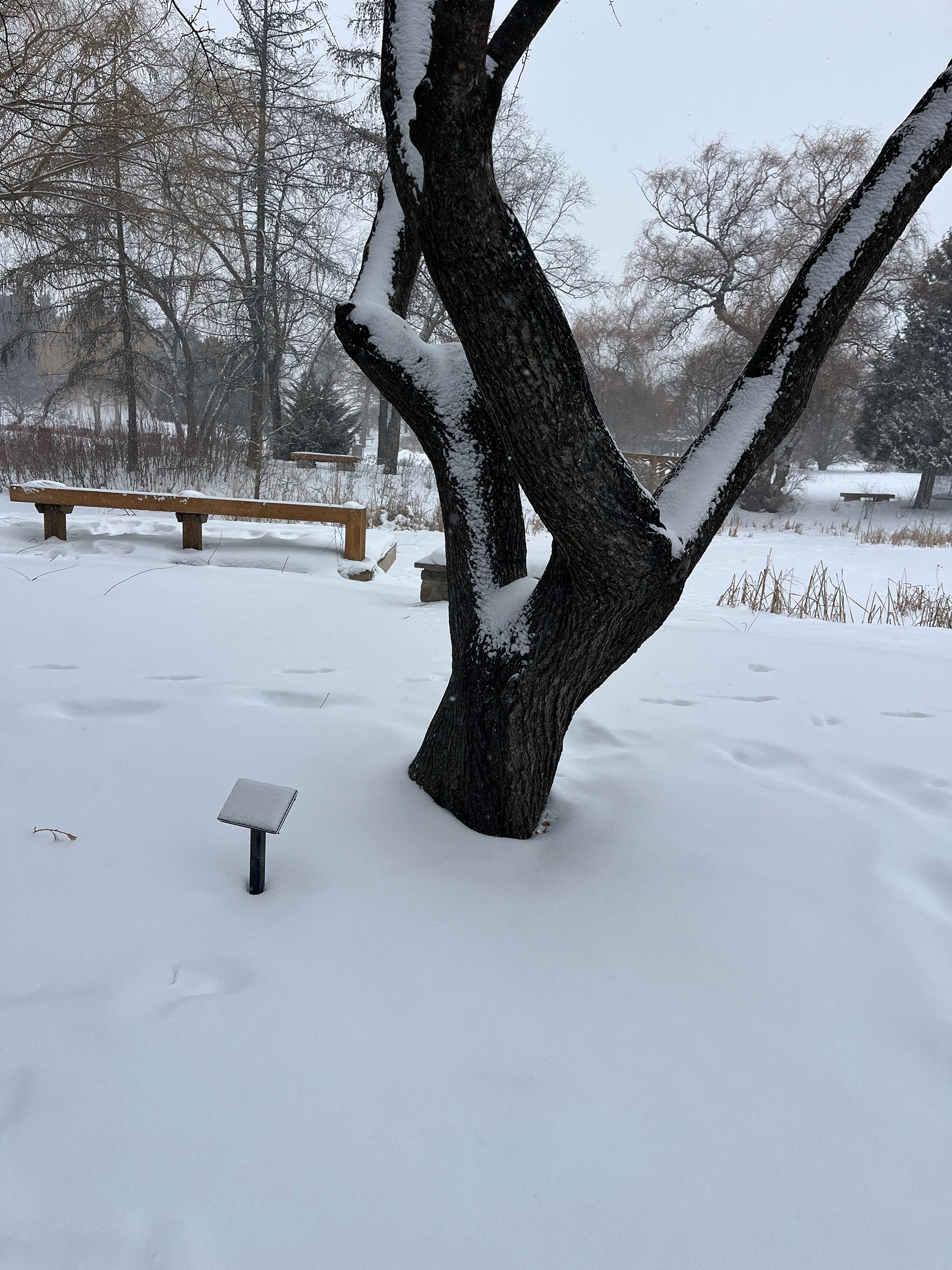 A snowy winter scene at the Humber Arboretum showing a tree, a bench, and a small sign partially covered by snow, with a quiet, natural landscape in the background.
