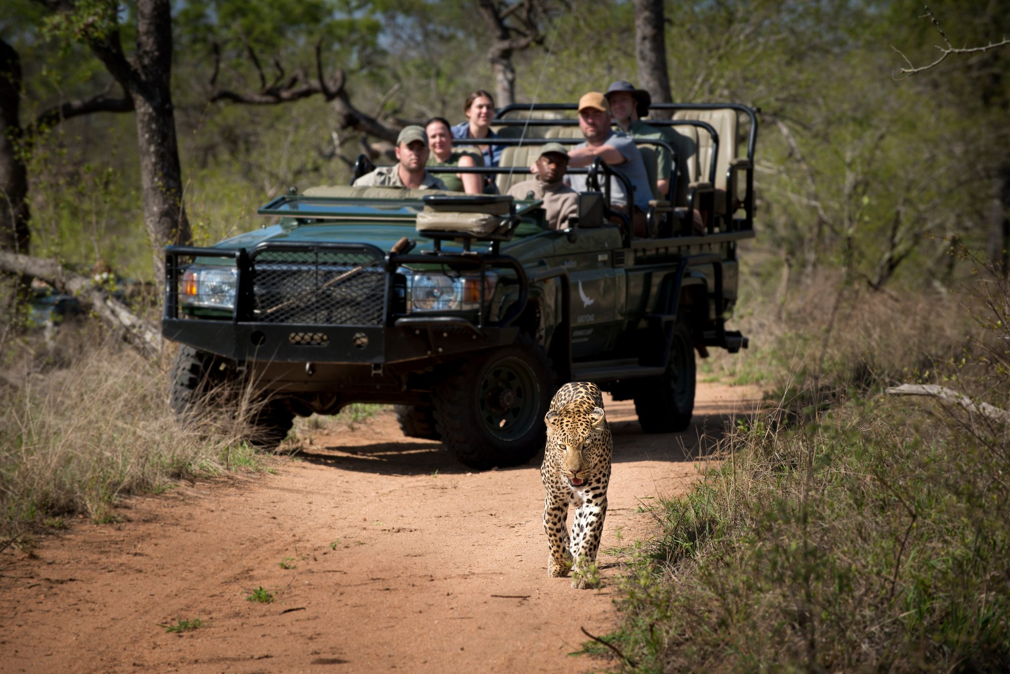 A leopard walks down a sandy track toward the camera, just ahead of an open safari vehicle carrying guests and their guide in South Africa.