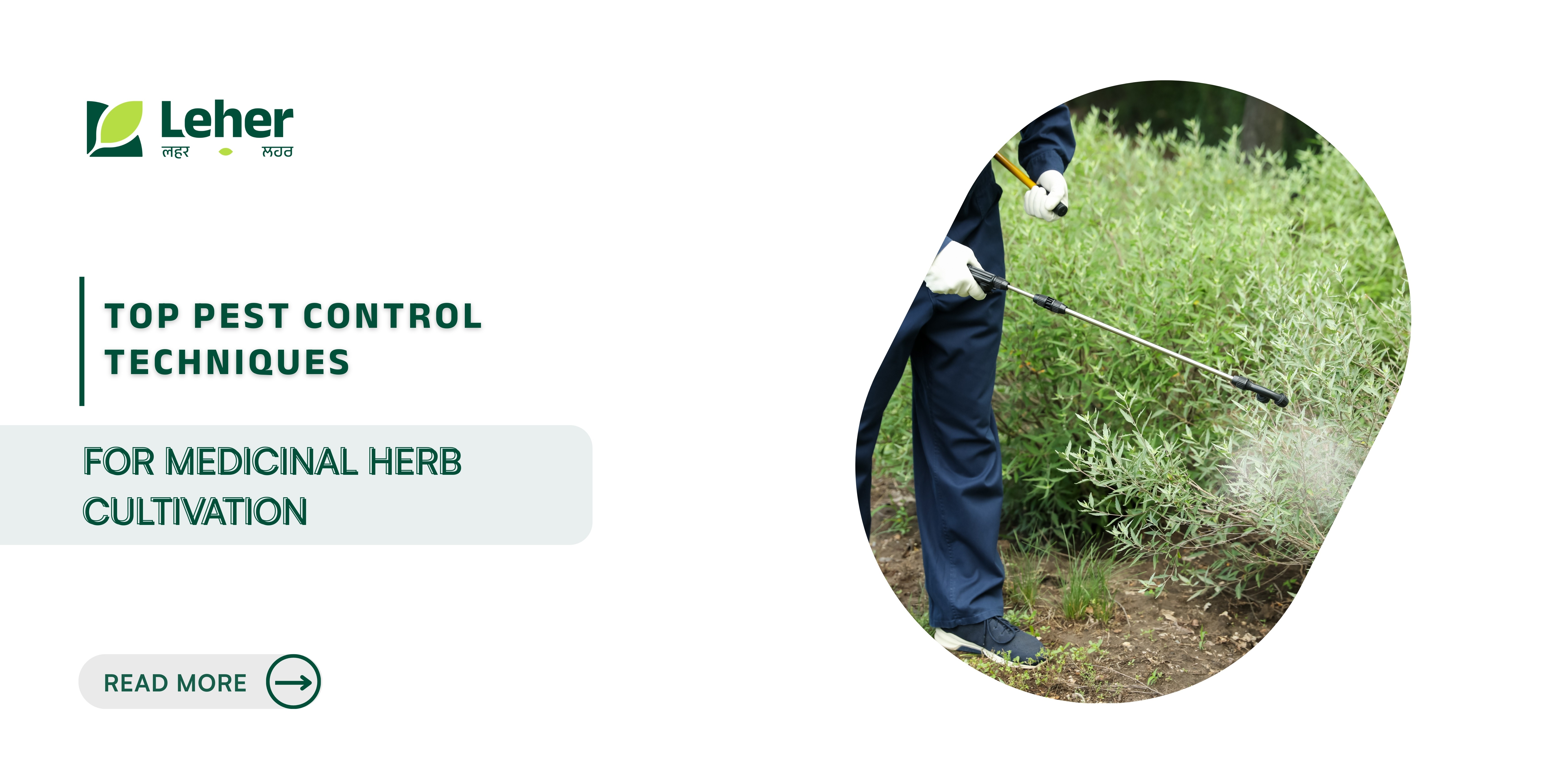 Top Pest Control Techniques for Medicinal Herb Cultivation